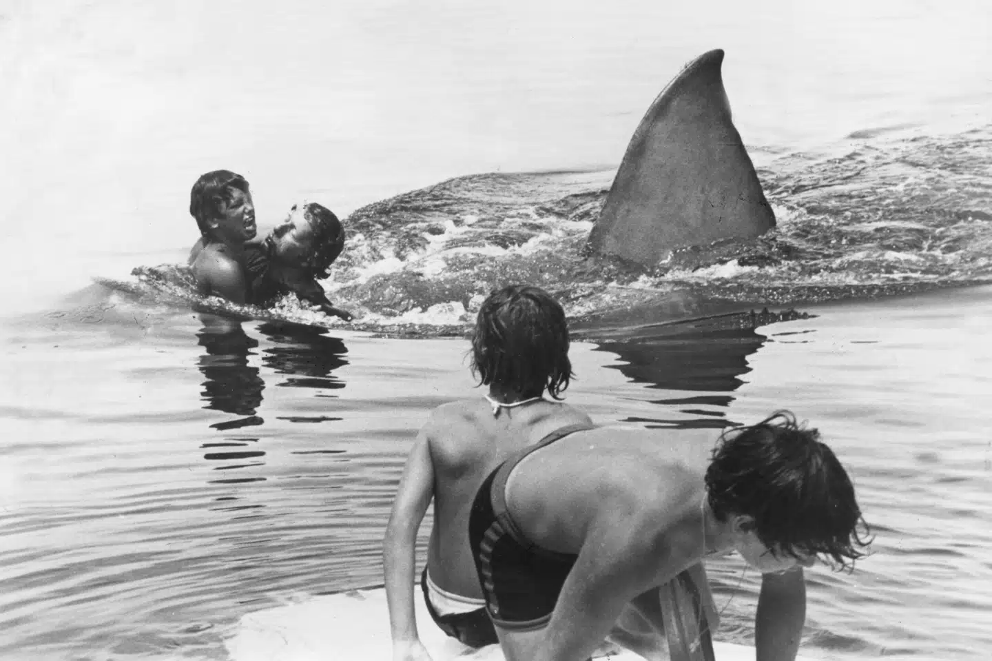Scene fra filmen Jaws, Dødens Gab, som førte til en stor stigning i sportsfiskeri efter hajer i USA. Steven Spielberg/Ritzau Scanpix