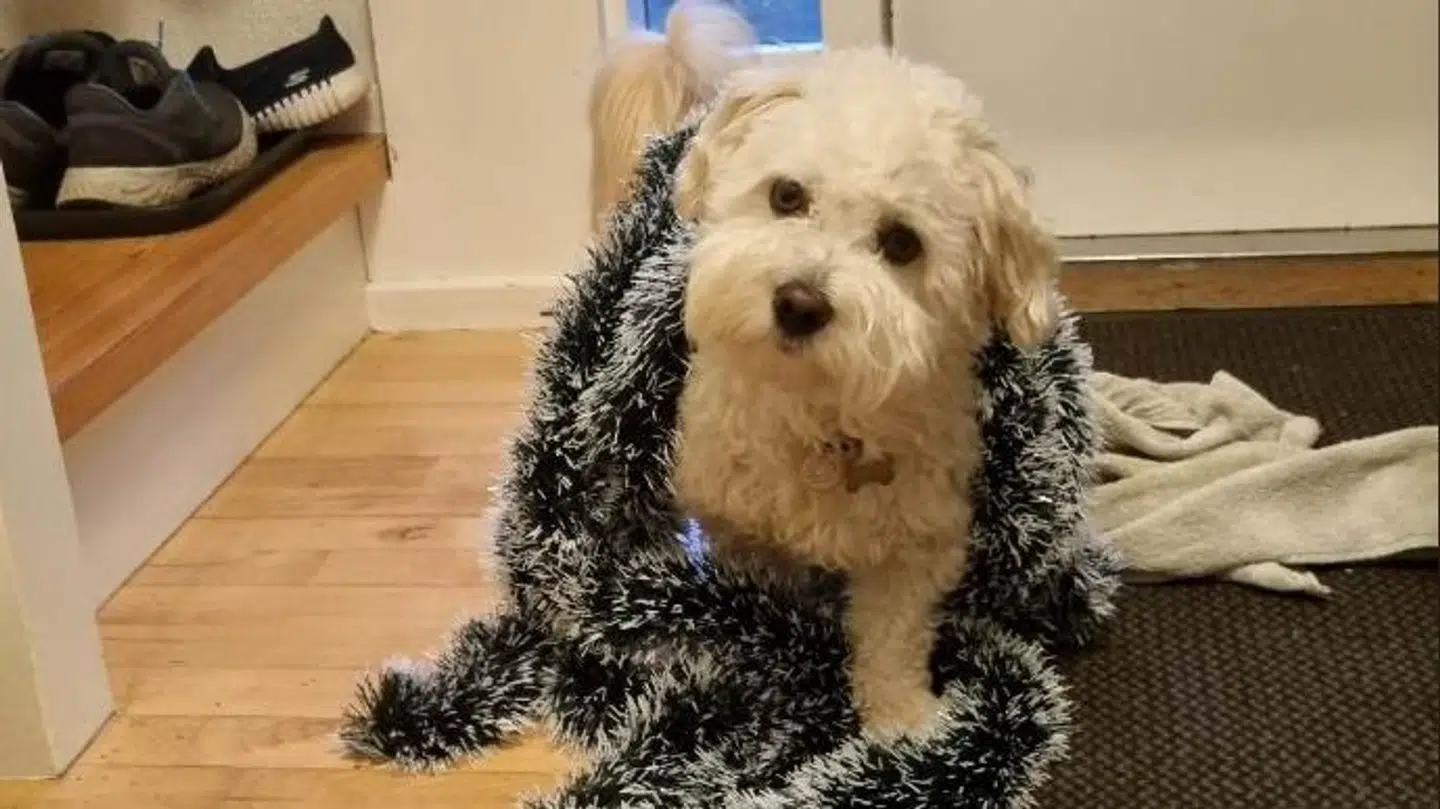 Bailey er 21 måneder gammel og smittet med Giardia.