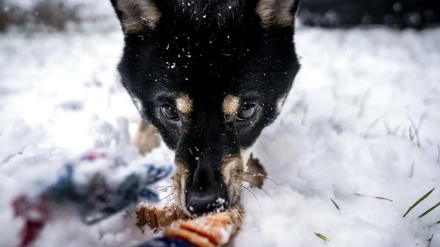En hundeejer fra Brædstrup advarer andre om, at der er en smitsom hundeparasit i omløb. (Arkivfoto)