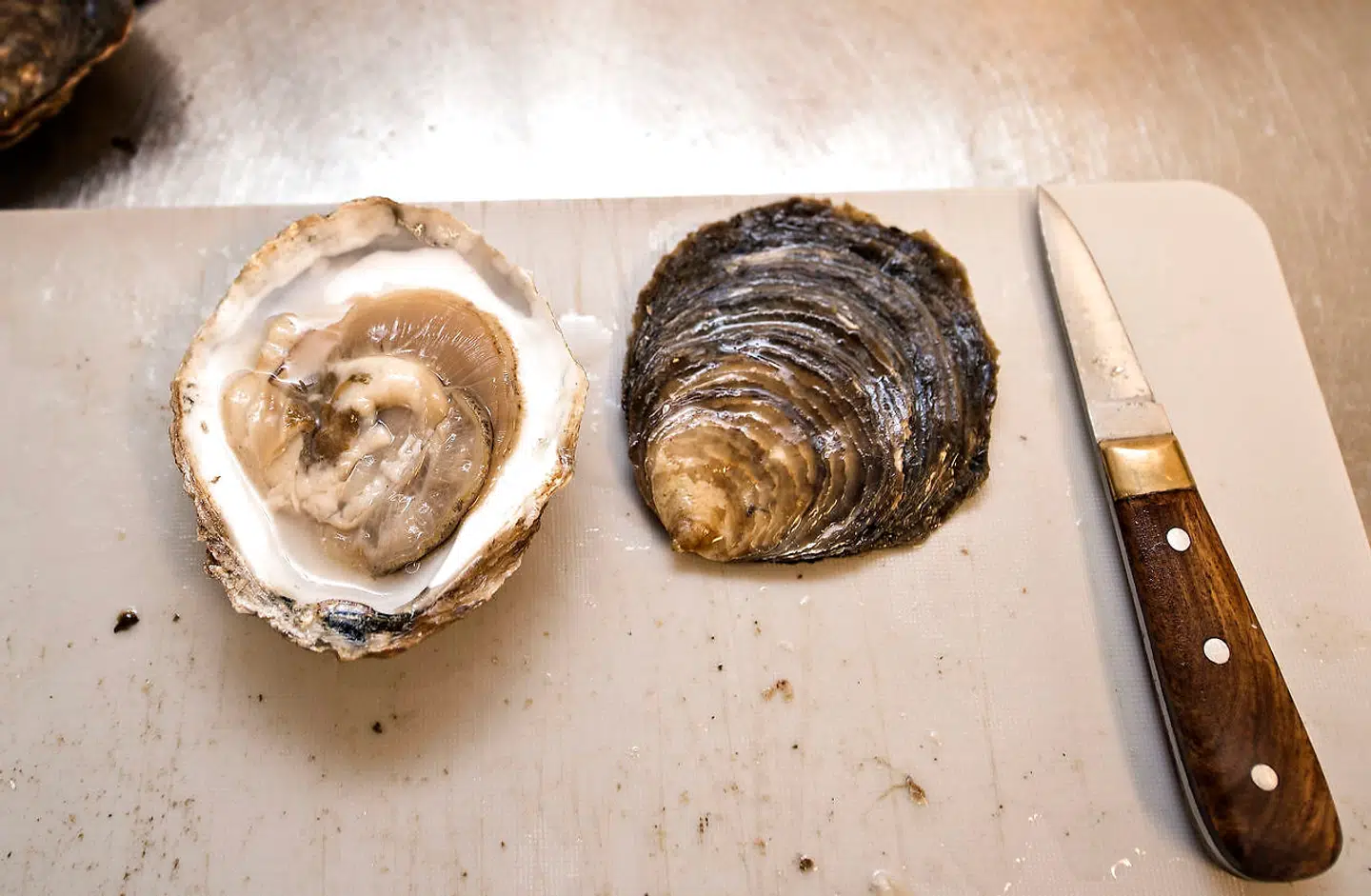 Limfjordsøsters, latin: Ostrea Edulis, fisket i Limfjorden og opbevaret i tanke hos Glyngøre Shellfish. Her klar til servering