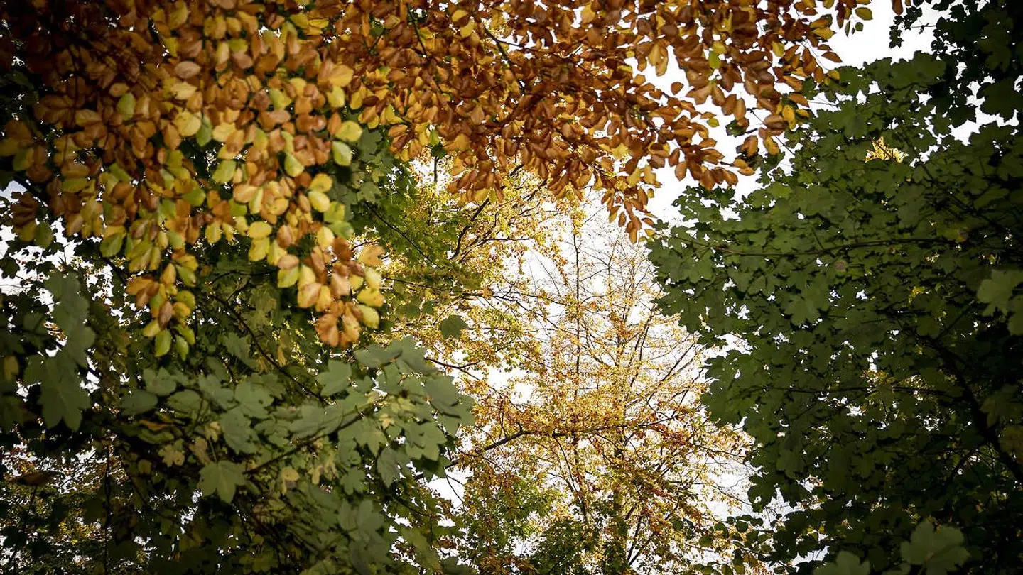 Arkivfoto af en skov i Ringsted i efteråret 2020.
