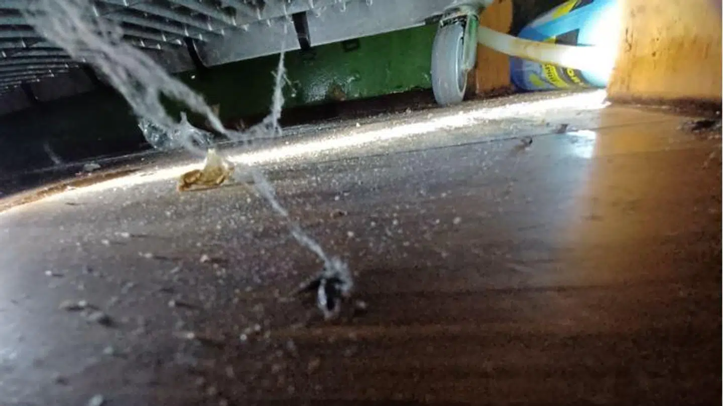 Muselort på gulvet i barområdet. Foto: Fødevarestyrelsen