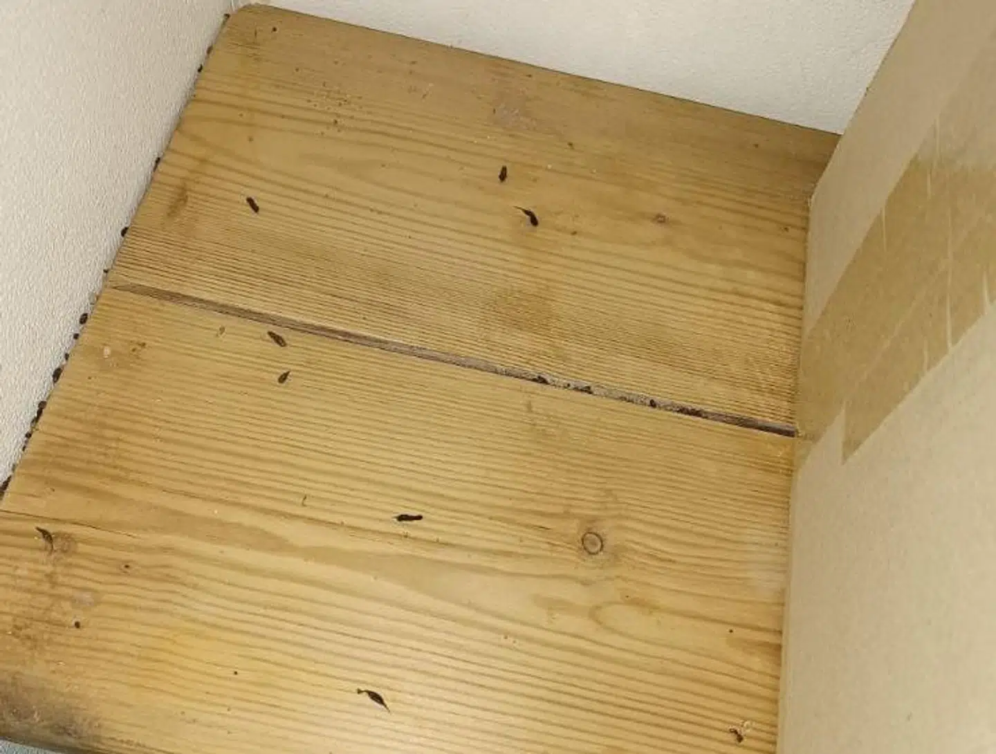 Museekskrementer på hylde i lokale, hvor der blev opbevaret takeaway-bakker, sodavandssirup og ølfustager. Foto: Fødevarestyrelsen