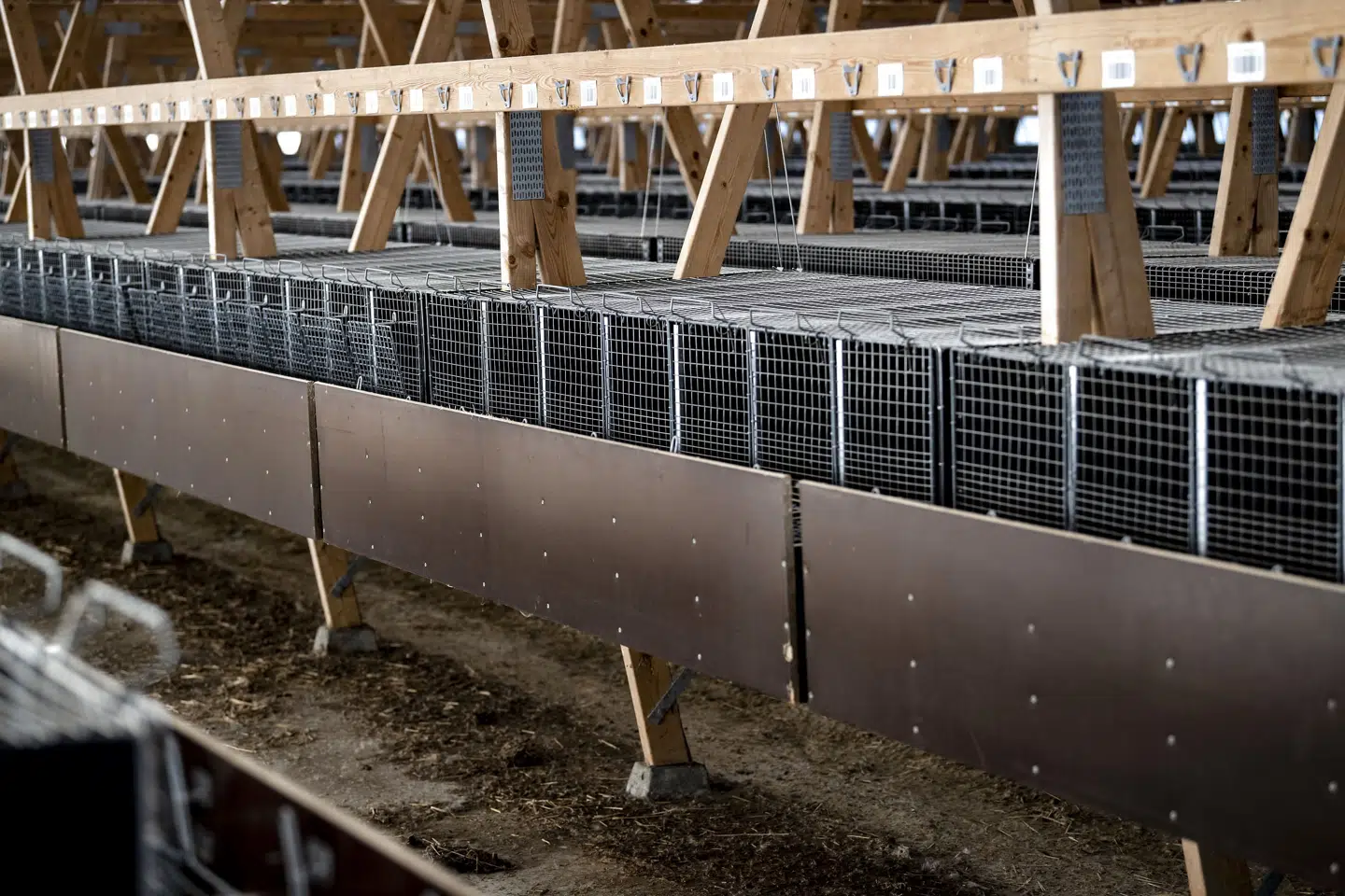 Få dage efter at beslutningen om aflivningen af alle mink blev meddelt, kom det frem, at der ikke var lovhjemmel til det. (Arkivfoto). 50090 Johan Nilsson/TT/Ritzau Scanpix