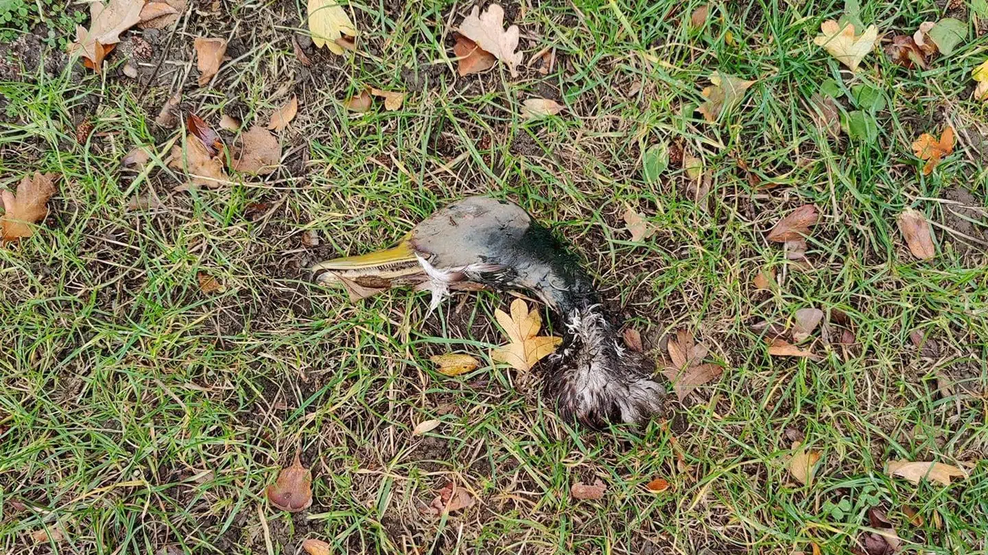 Hovedet fra en død and i Fælledparken i oktober