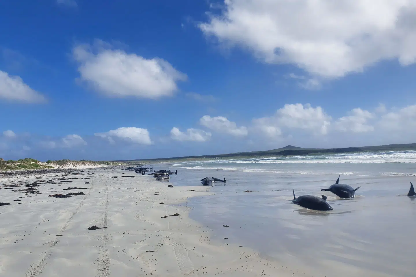 På billedet her ses en flok grindehvaler, der strandede på en strand i øgruppen Chatham Islands i New Zealand i november 2020. Jemma Welch/Reuters
