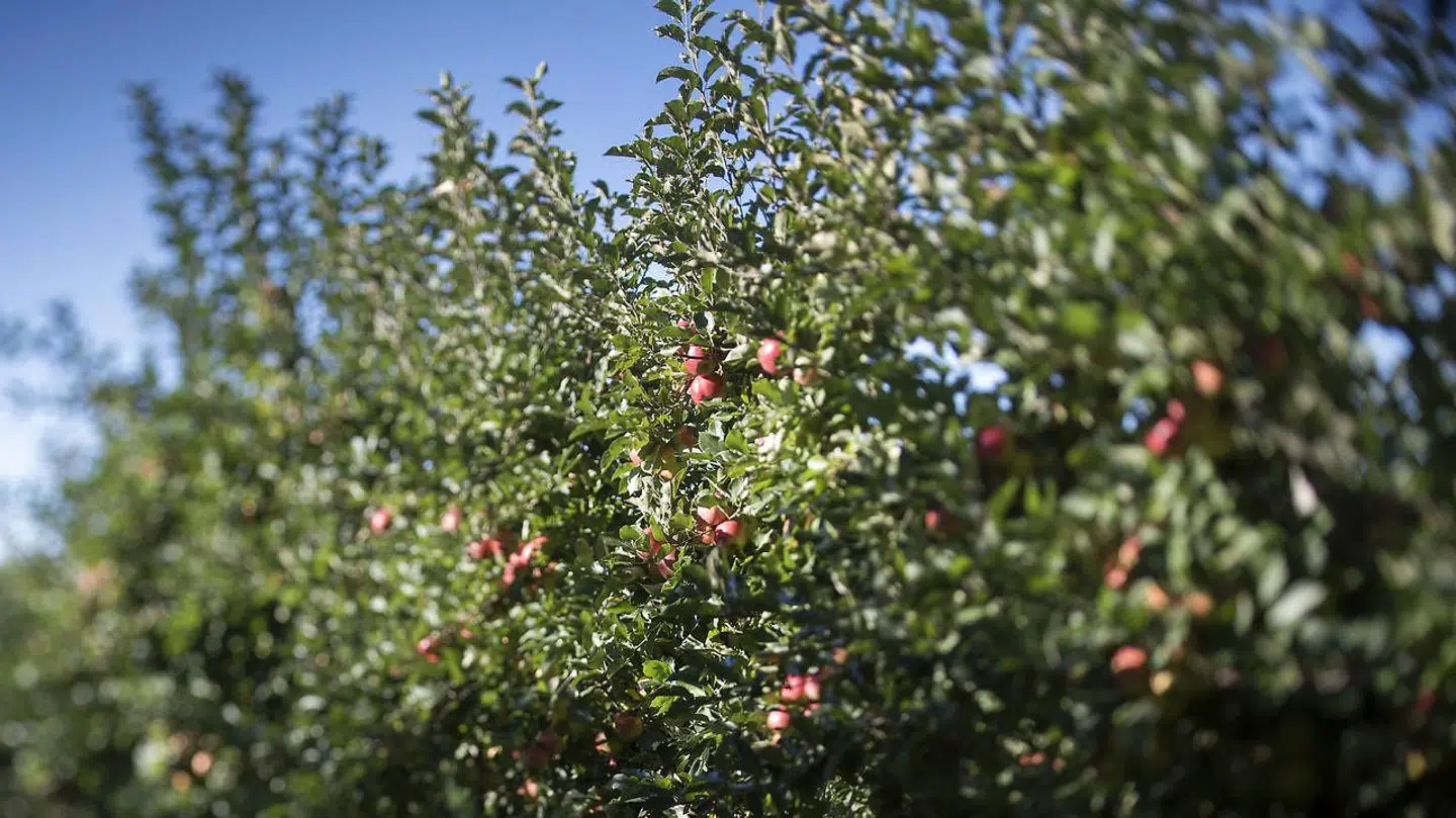 Arkivfoto af en frugtplantage.
