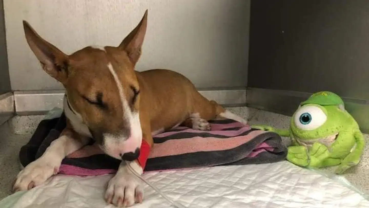 Den tre måneder gamle Staffordshire bull terrier 'Ivy', da den blev indlagt på dyreinternatet.