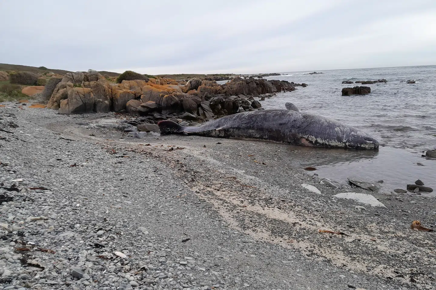 14 unge kaskelothvaler er fundet strandede og døde på en strand på øen King Island i Tasmanien. Sarah Baldock/Reuters