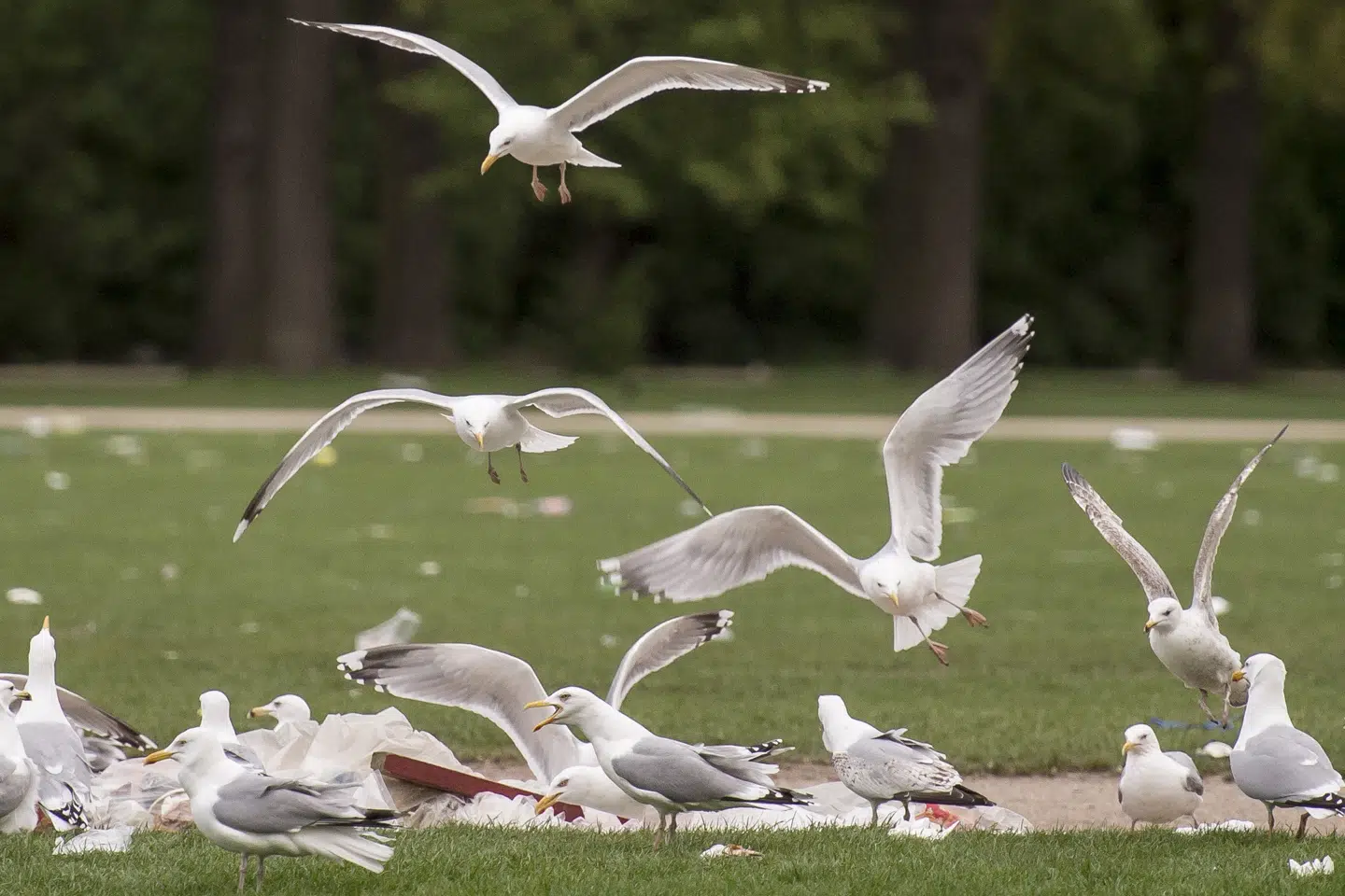 Nogle måger er søgt fra lossepladser og havneområder - hvor de tidligere kunne finde mere fiskeaffald end nu - ind mod byen, hvor der ligger affald fra mennesker, forklarer biolog. (Arkivfoto). Mads Claus Rasmussen/Ritzau Scanpix