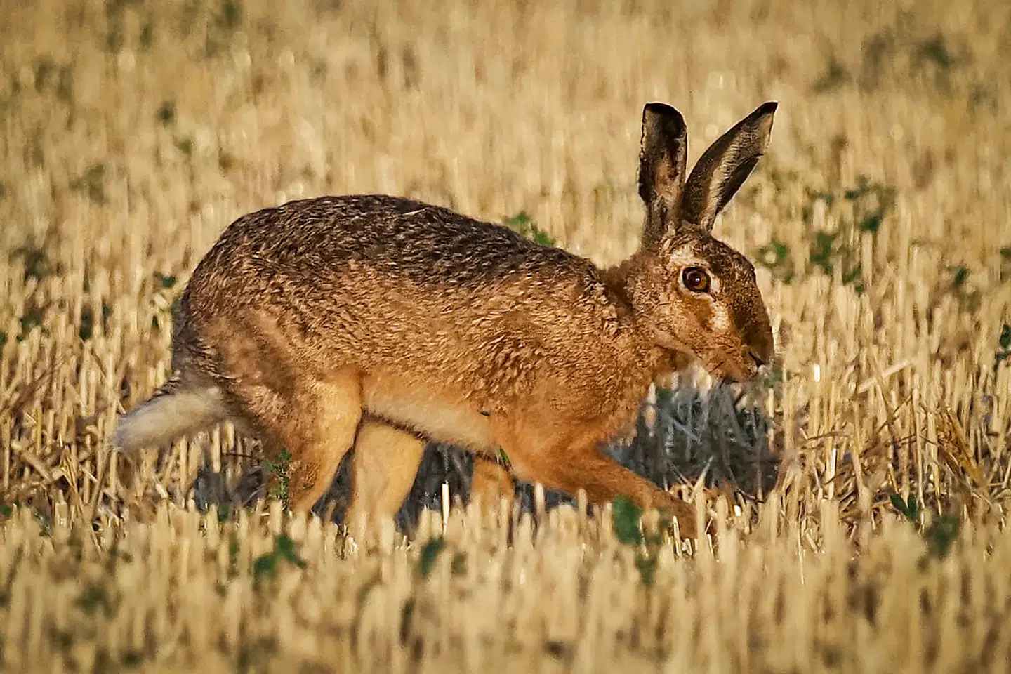 En hare løber i en høstet hvedemark.