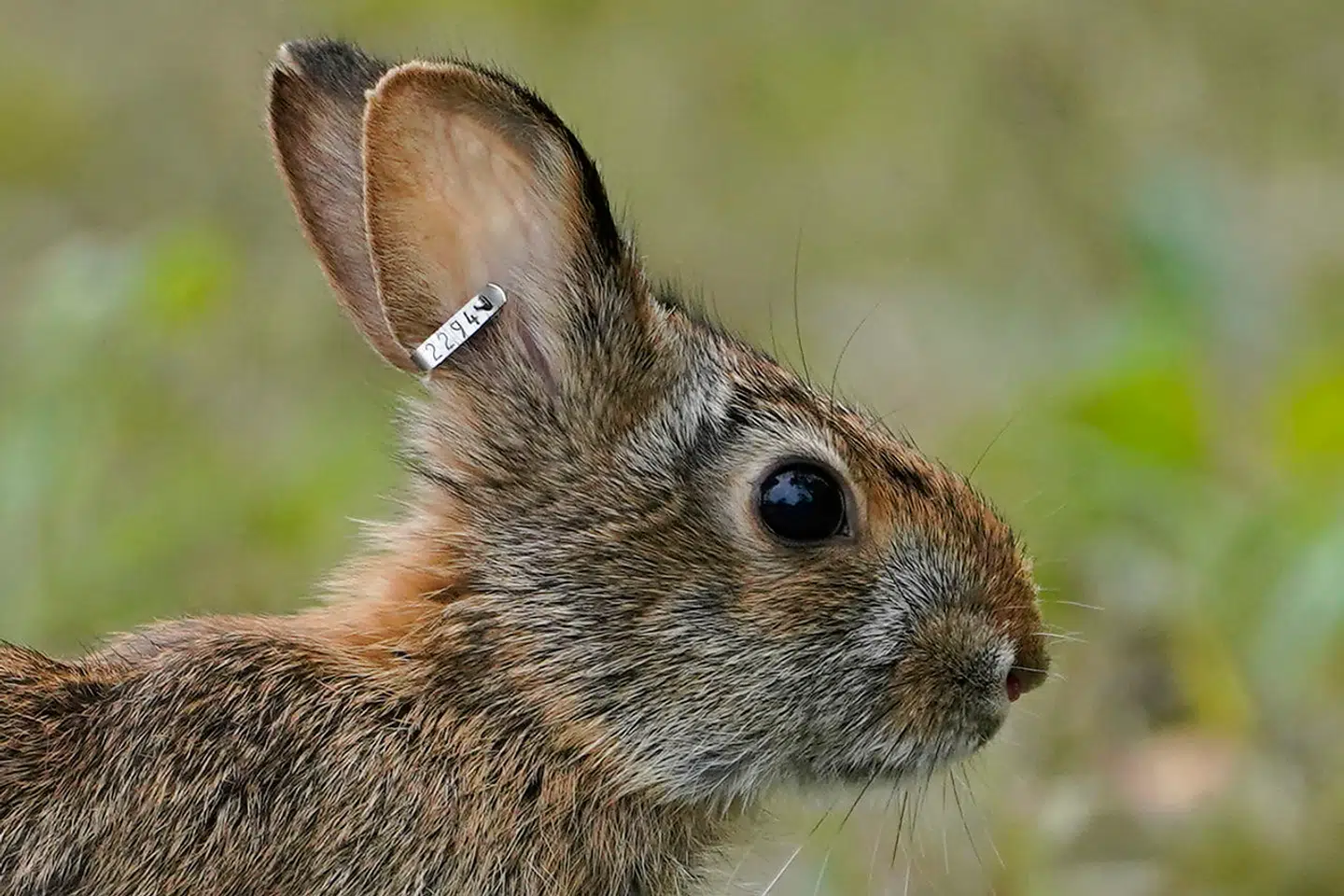 En hare er klar til at blive sluppet fri fra et amerikansk dyreinternat.