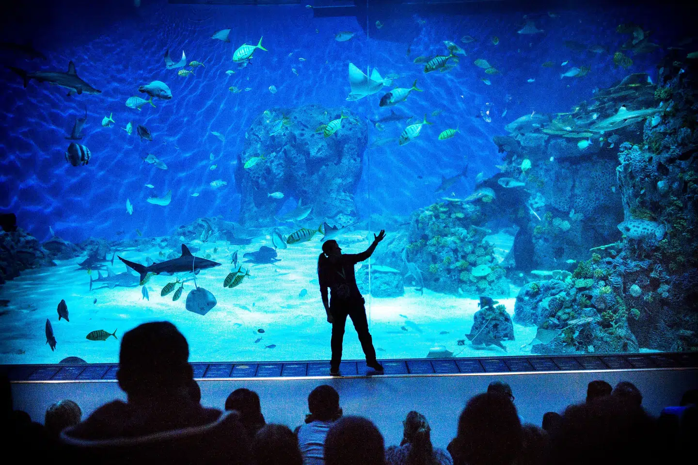 Den Blå Planet kæmper lige nu imod de meget høje elpriser, som hele erhvervslivet slås med. Det er hårdt for akvariet efter coronanedlukningen, der også pressede dem økonomisk. Thomas Lekfeldt/Ritzau Scanpix