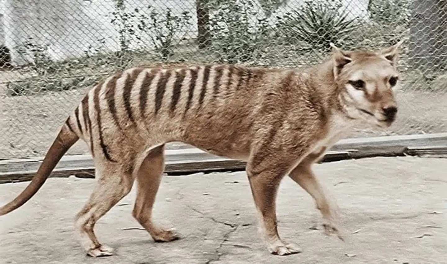 Den tasmanske pungulv