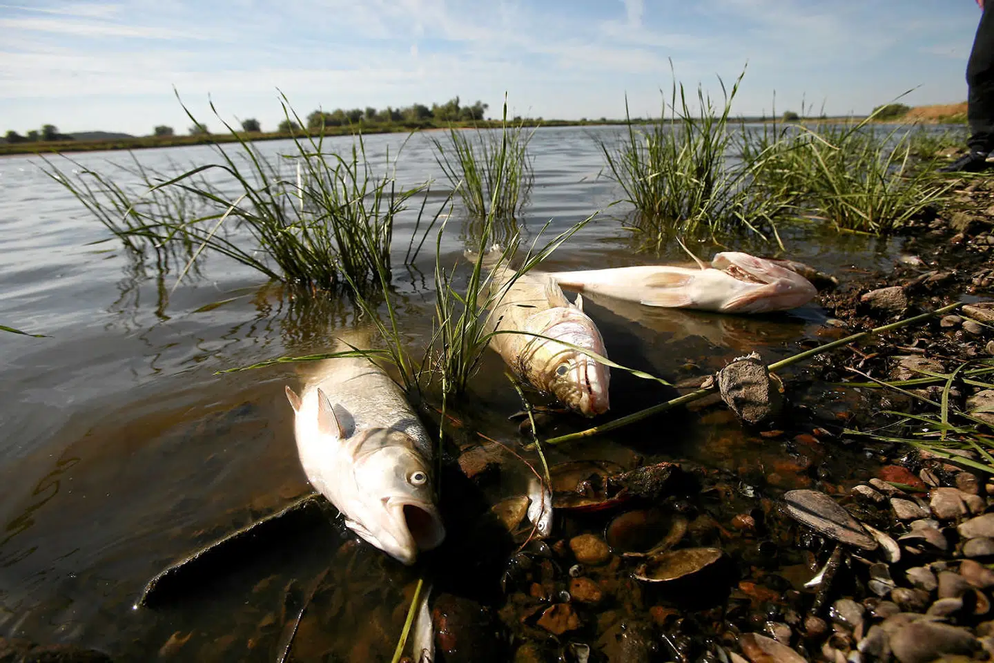 Døde fisk flyder på overfladen af floden Oder.