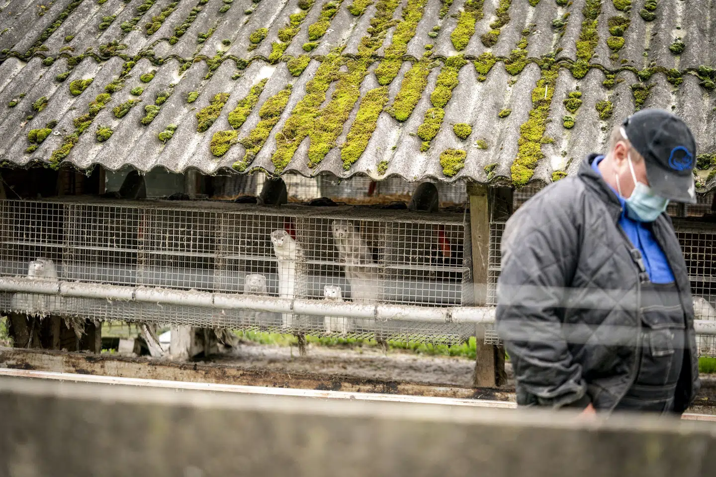 Ordren om at alle danske avlsmink skulle slås ned kom i november 2020. Efterfølgende har 1246 minkavlere søgt om erstatning, mens 15 minkavlere har søgt dvalekompensation, og dermed har ytret ønske om at genstarte arbejdet med pelsdyrene. (Arkivfoto). Mads Claus Rasmussen/Ritzau Scanpix