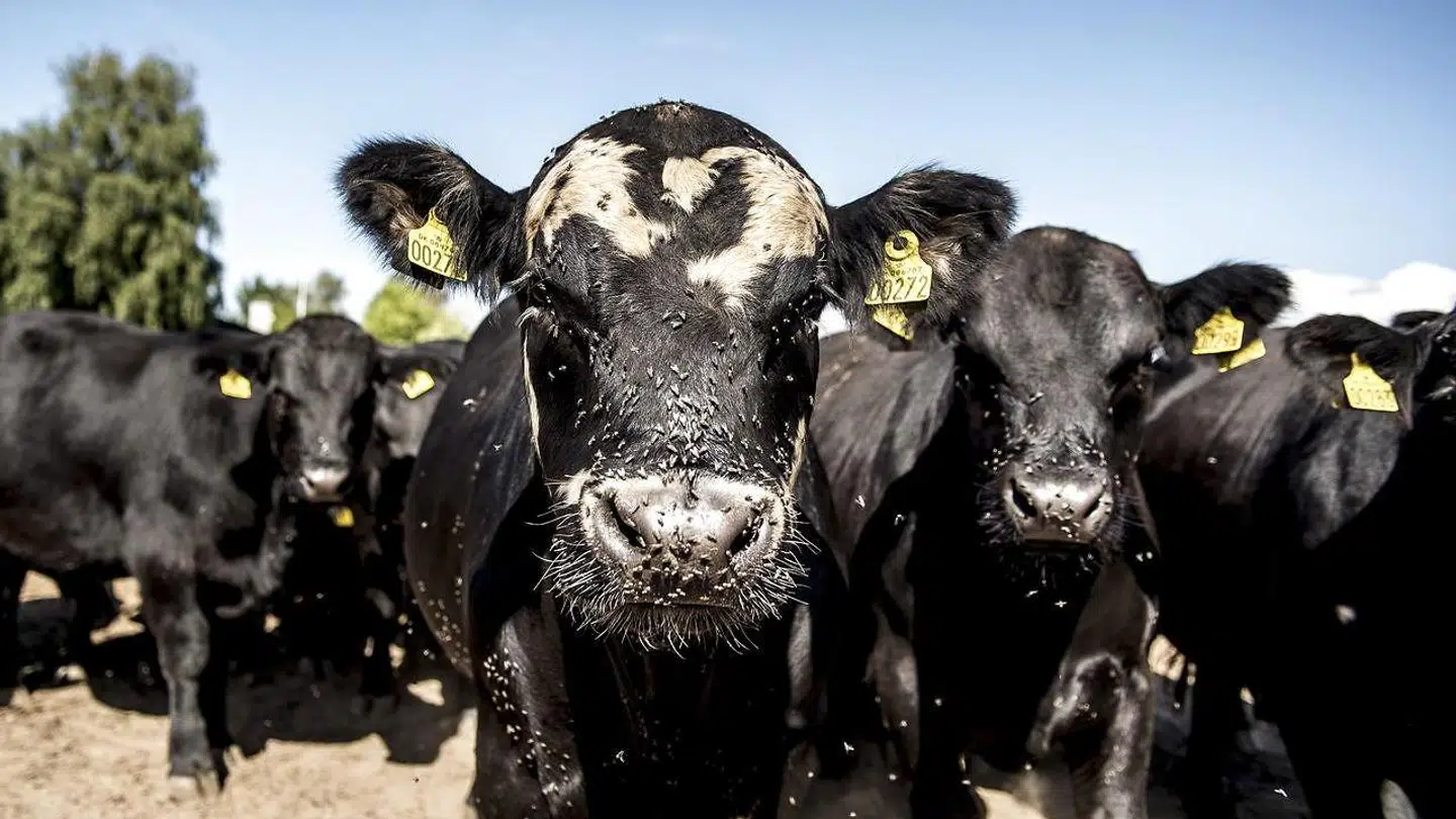 De danske kvæg er nu fri for BVD.