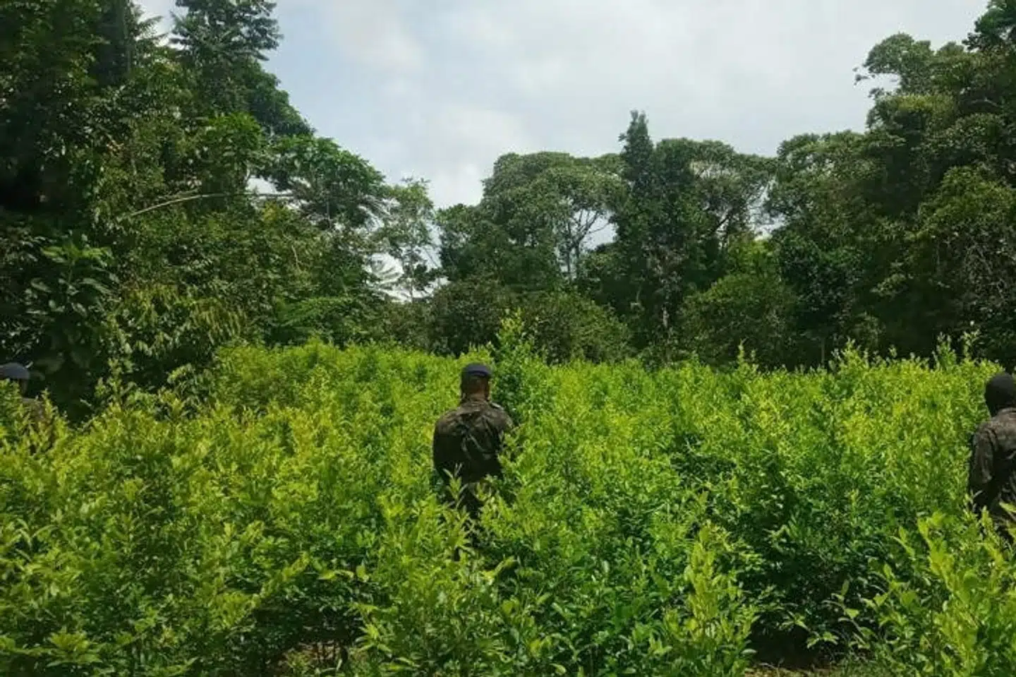 Honduranske soldater står i en kokaplantage under en operation i Honduras, hvor 1,6 millioner busker med kokablade er blevet fundet. Honduras Army/Reuters
