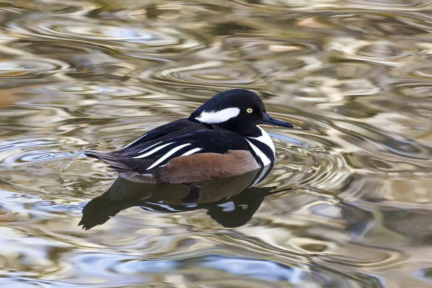Hjelmskalleslugeren, som lever i USA og Canada, er en af de mange fugle, man kan finde på den færdige liste. (Arkivfoto). Jon G. Fuller/Ritzau Scanpix