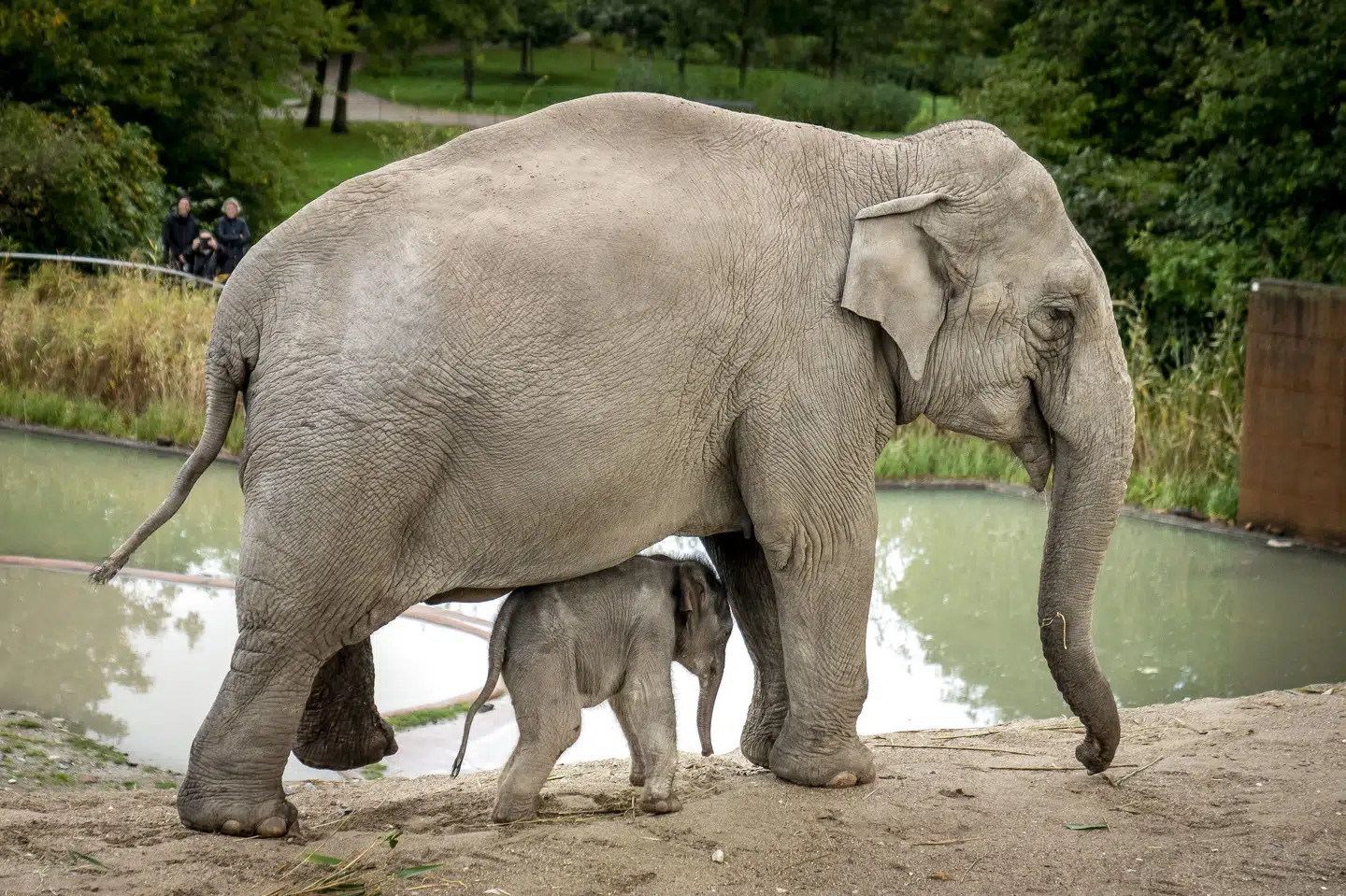 Tre elefanter har inden for en måned mistet livet som følge af elefant-herpesvirus i Zürich Zoo i Schweiz. (Arkivfoto). Mads Claus Rasmussen/Ritzau Scanpix