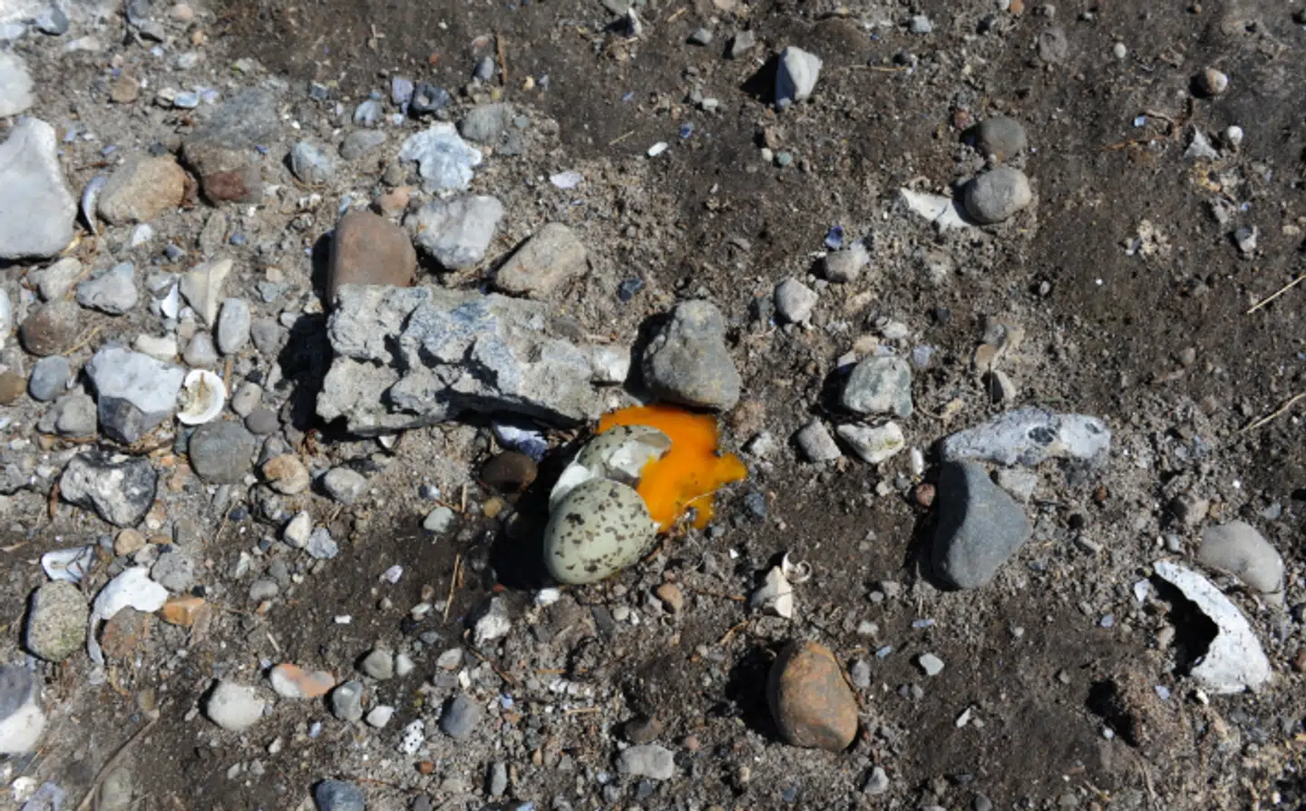 Et eksempel på æggerov.