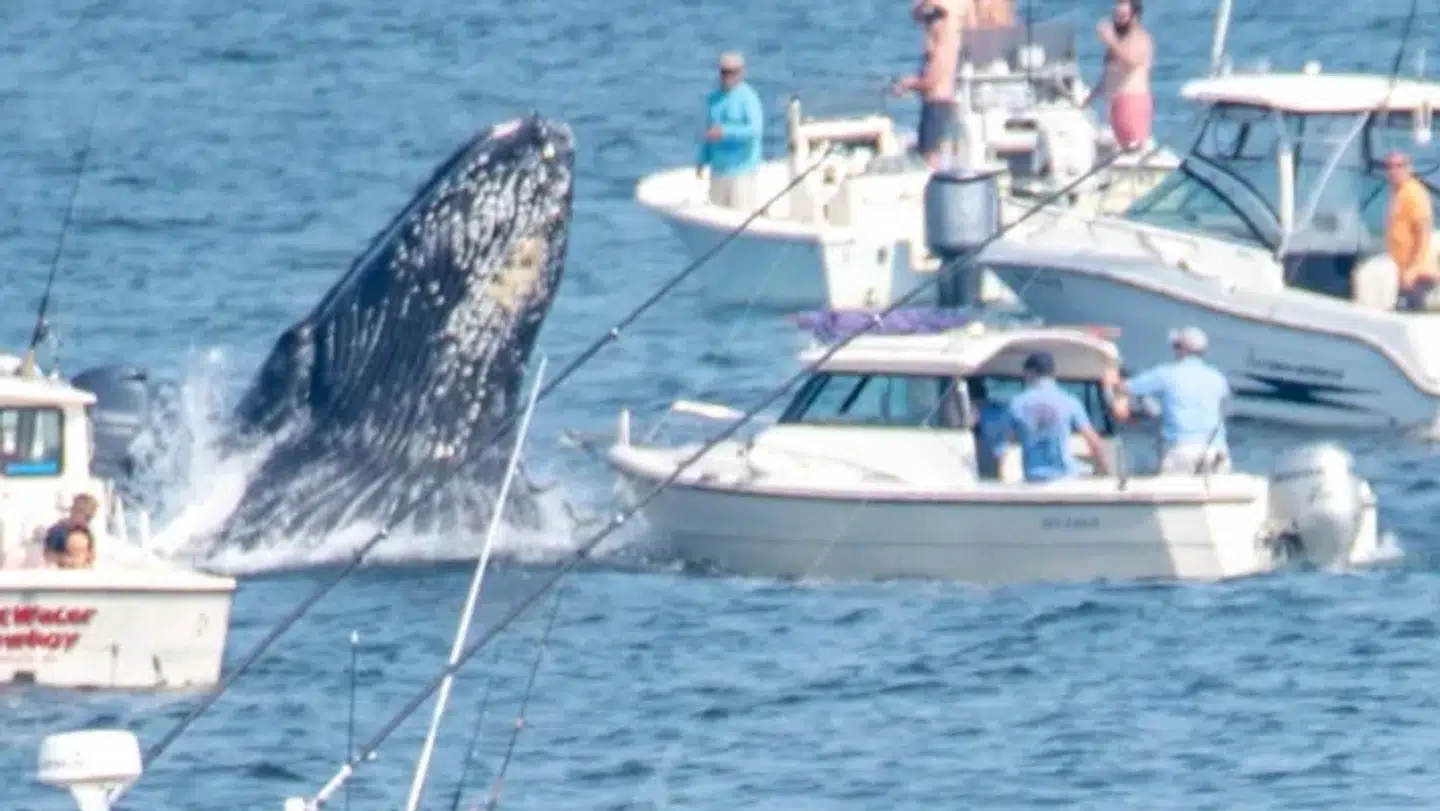 Hvalen er på vej op af dybet og lander et øjeblik efter på fiskerbåden.