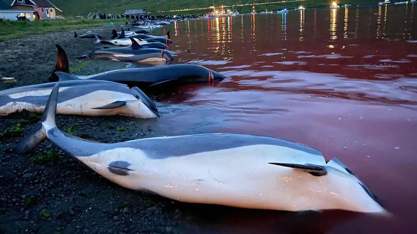 Delfinerne af arten hvidskævinger ligger dræbte på stranden.