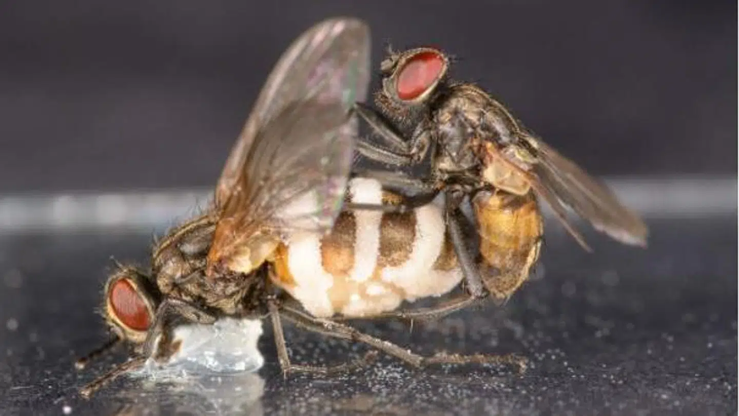 På billedet ses en hanflue, der forsøger at parre sig med hunflue-kadaveret, der holdes fast med en klat vaseline.
