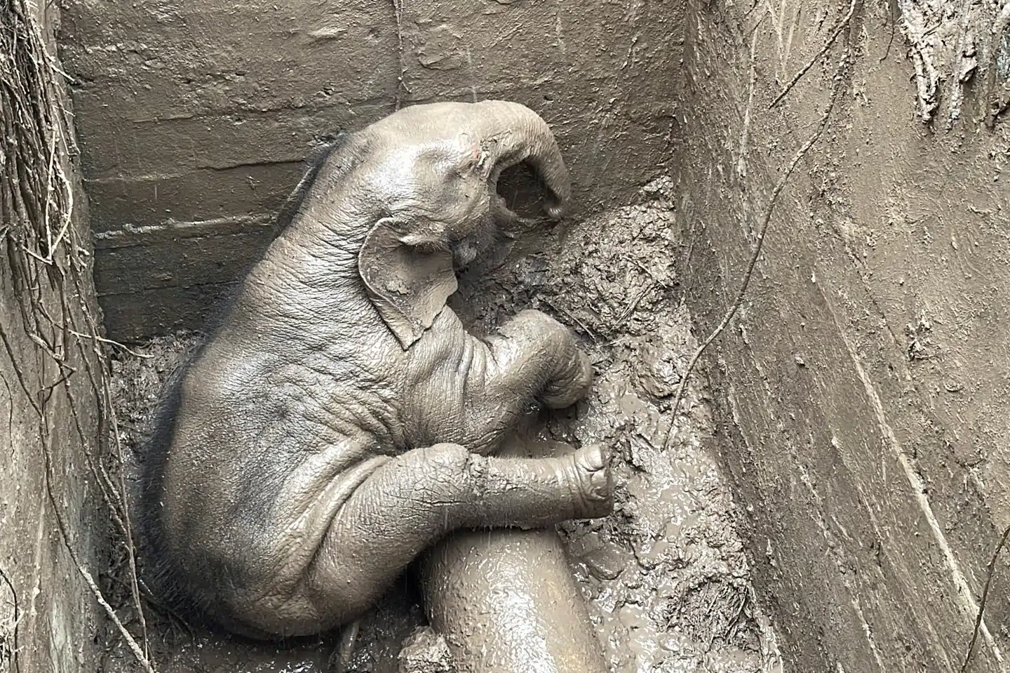 Veterinærer og parkbetjente i Thailand reddede torsdag en elefantunge og dens mor i en dramatisk aktion, da de to dyr var styrtet ned i en udgravning. Først styrtede den et år gamle elefantunge ned i udgravningen, hvorfra den udsendte lange klage lyde. Taanruuamchon/Reuters