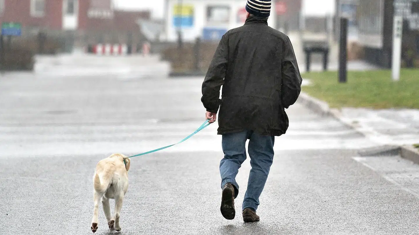 Der mangler steder, hvor hundene kan få pulsen op.