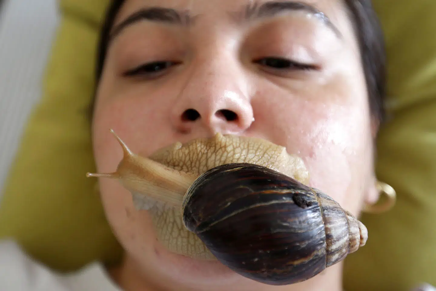 Her får den 27-årige Alia Fares en ansigtsmassage af en gigantisk, afrikansk snegl i Amman, Jordan.