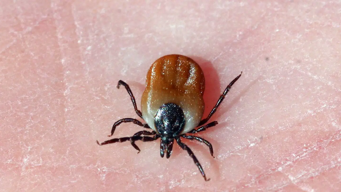 Husk at dække huden til, hvis du færdes i skovområder med flåter.