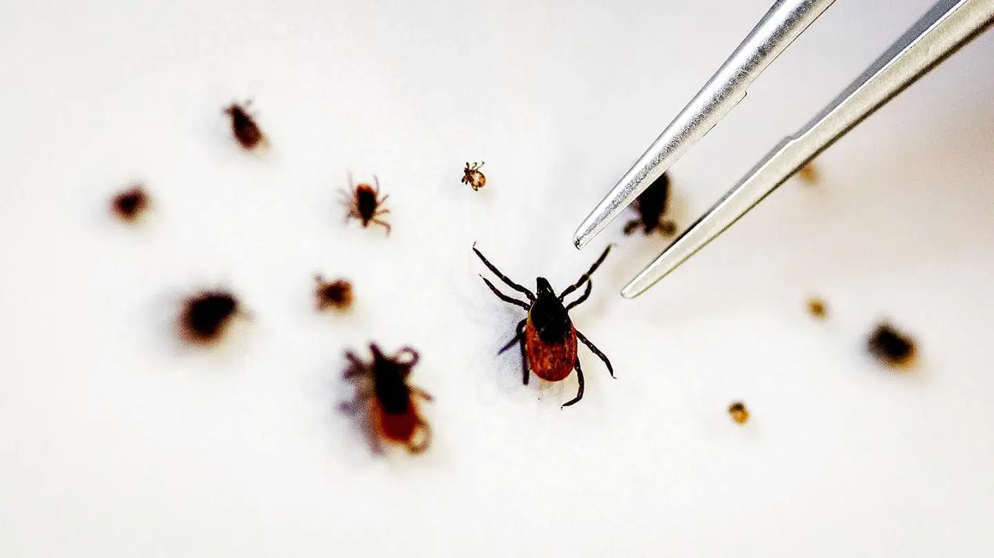 TBE-infektion spreder sig i Danmark. Du kan dog blive vaccineret mod smitten.