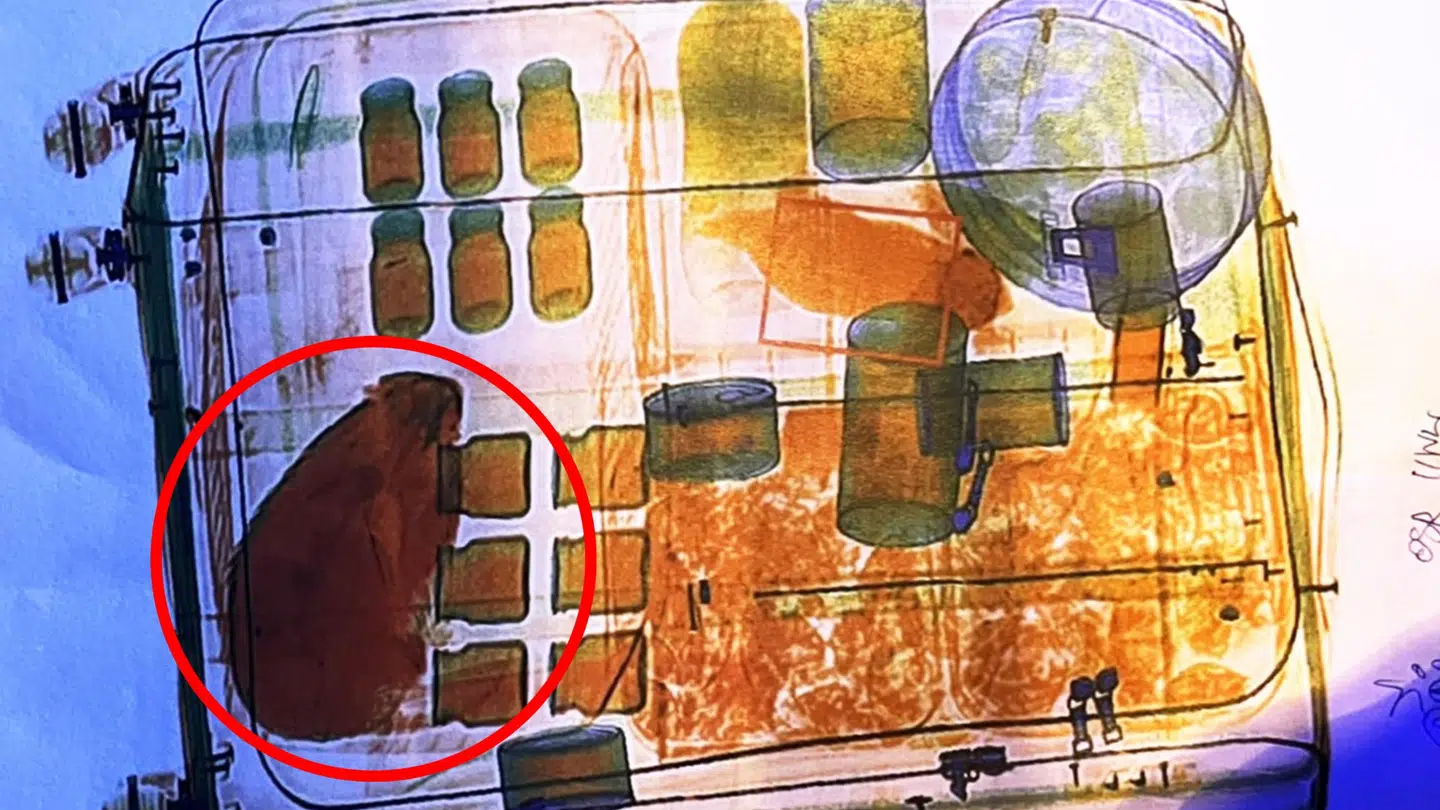 En levende gnaver var lagt i en kuffert, da to kvinder forsøgte at skjule flere dyr ud af landet. Foto: Thailand Department of National Parks, Wildlife and Plant Conservation