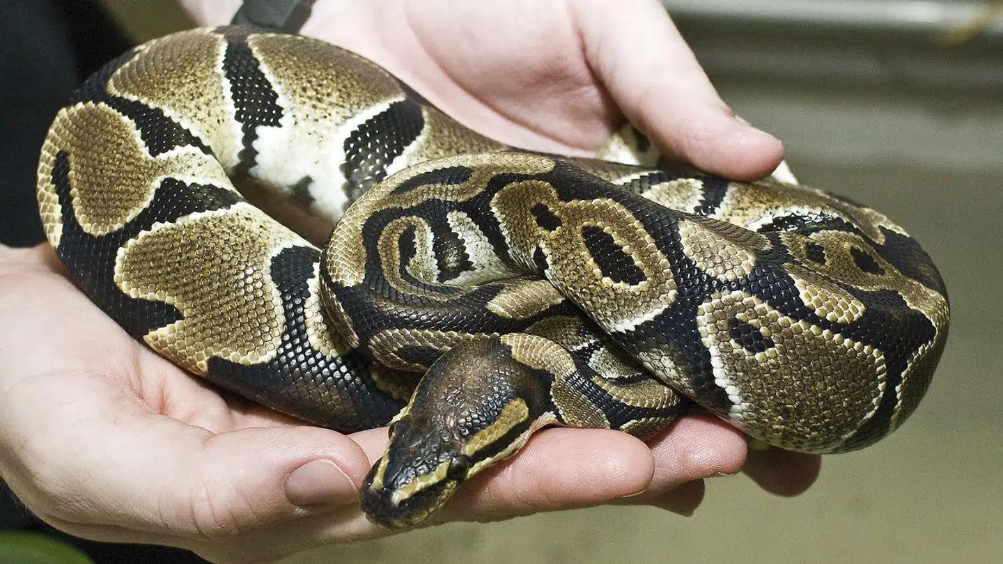 En kongepyton er forsvundet på Bornholm. Arkivfoto.