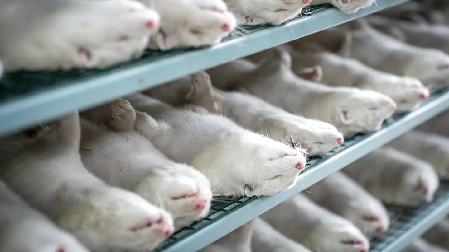 Regeringen beordrede alle danske mink aflivet. Det skete uden lovhjemmel.