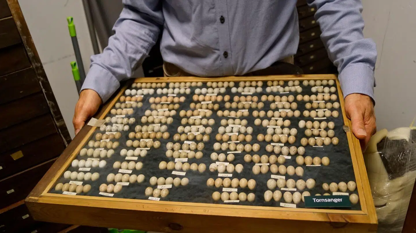 Et lillebitte udsnit af de 22.221 æg i samlingen, som nu befinder sig i magasinerne på det naturhistoriske museum Naturama i Svendborg.