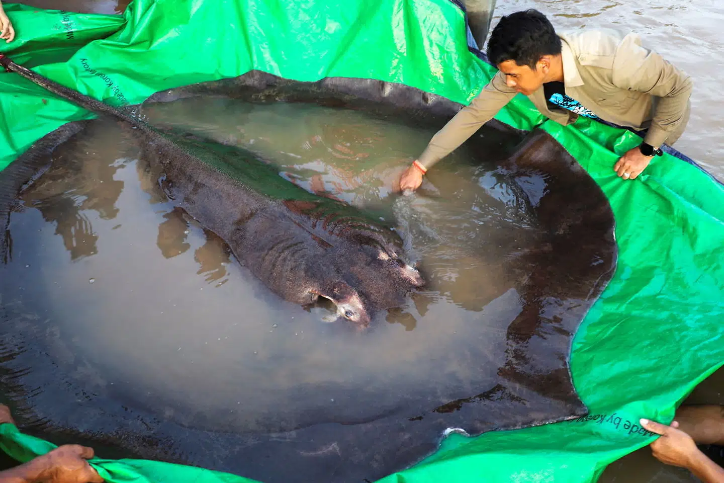 The world's biggest freshwater fish, a giant stingray, that weighs 661 pounds (300 kilograms) is pictured with International scientists, Cambodian fisheries officials and villagers at Koh Preah island in the Mekong River south of Stung Treng province, Cambodia June 14, 2022. Picture taken with a drone on June 14, 2022. Chhut Chheana/Wonder of Mekong/Handout via REUTERS ATTENTION EDITORS - THIS IMAGE HAS BEEN SUPPLIED BY A THIRD PARTY.NO RESALES NO ARCHIVES