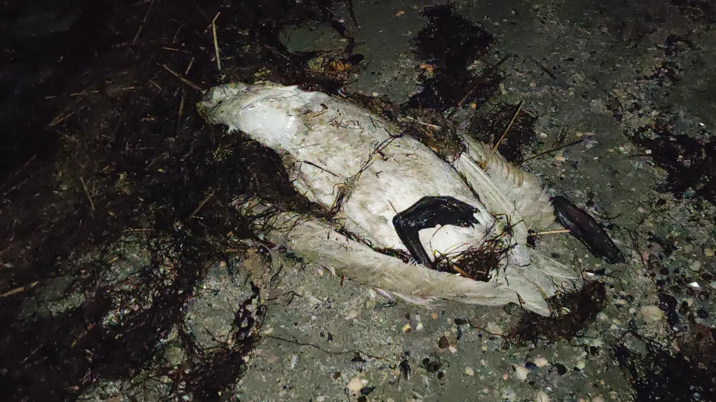 Der blev fundet 31 døde svaner ved Voerså.