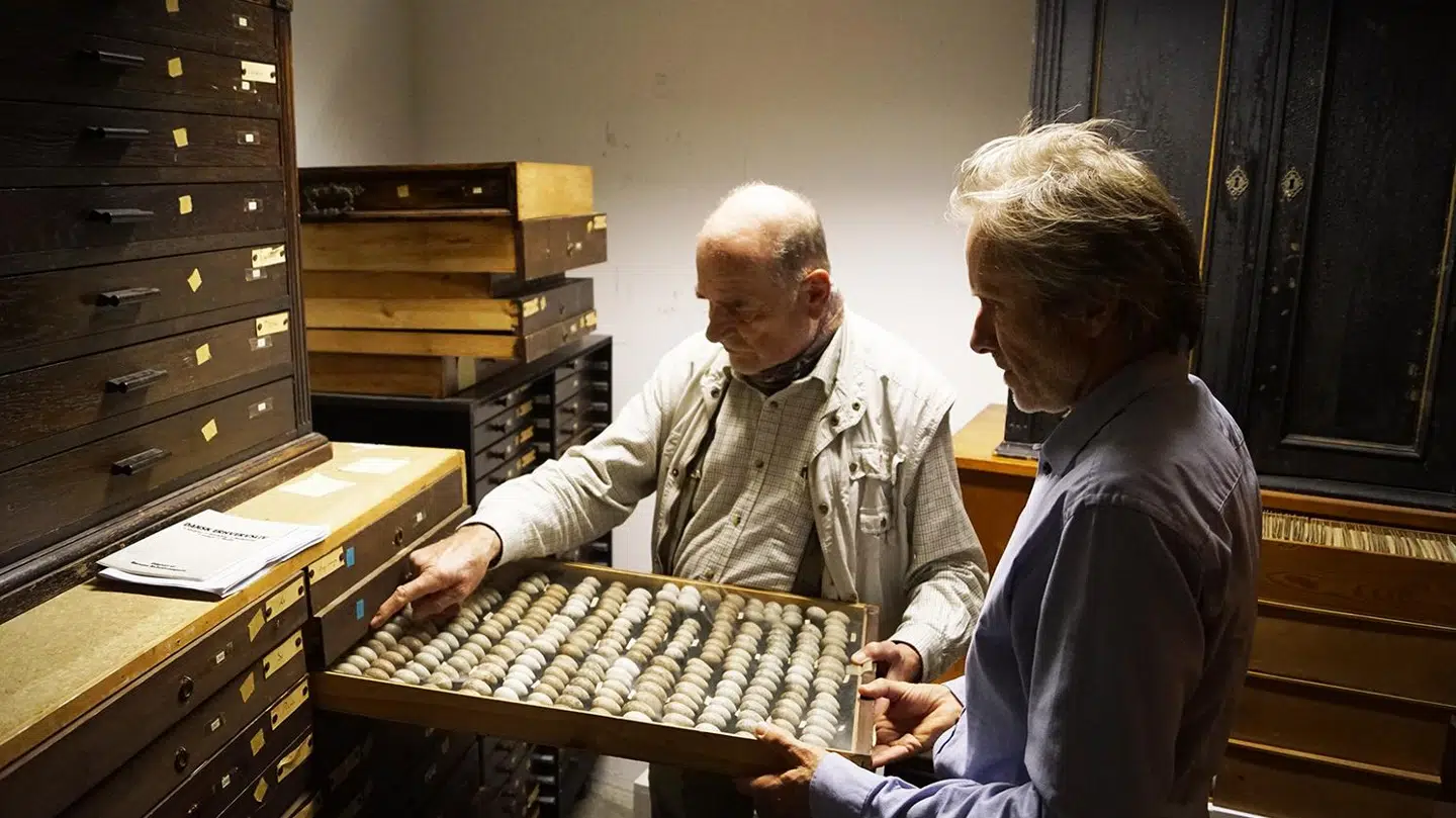 Æggesamler Henrik Lemvigh og seniorforsker på Naturama Thomas Bjørnboe Berg inspicerer den store samling af æg i magasinerne på det naturhistoriske museum i Svendborg.