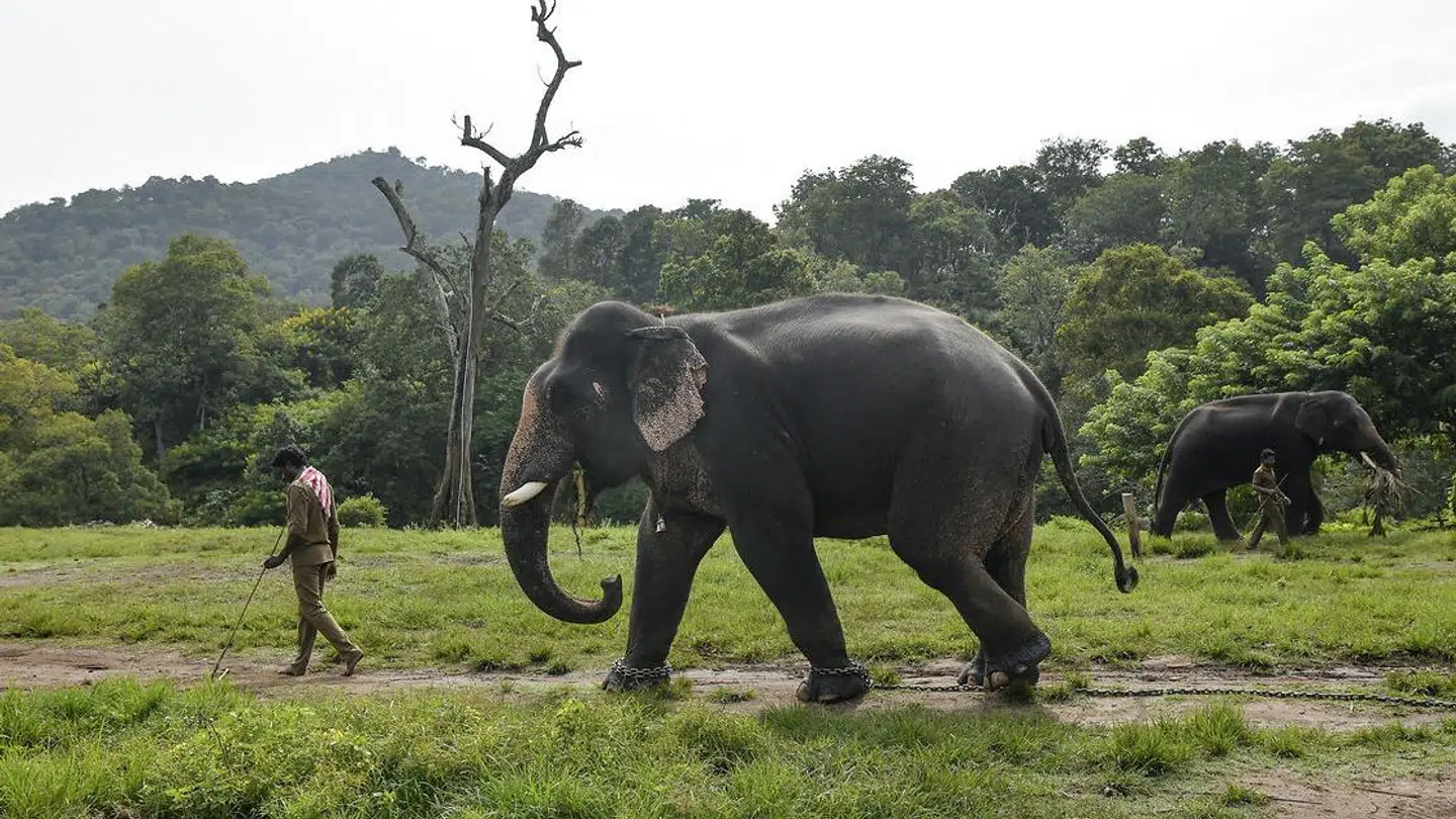 Det er ikke første gang, at en vild elefant har dræbt et menneske i Indien.