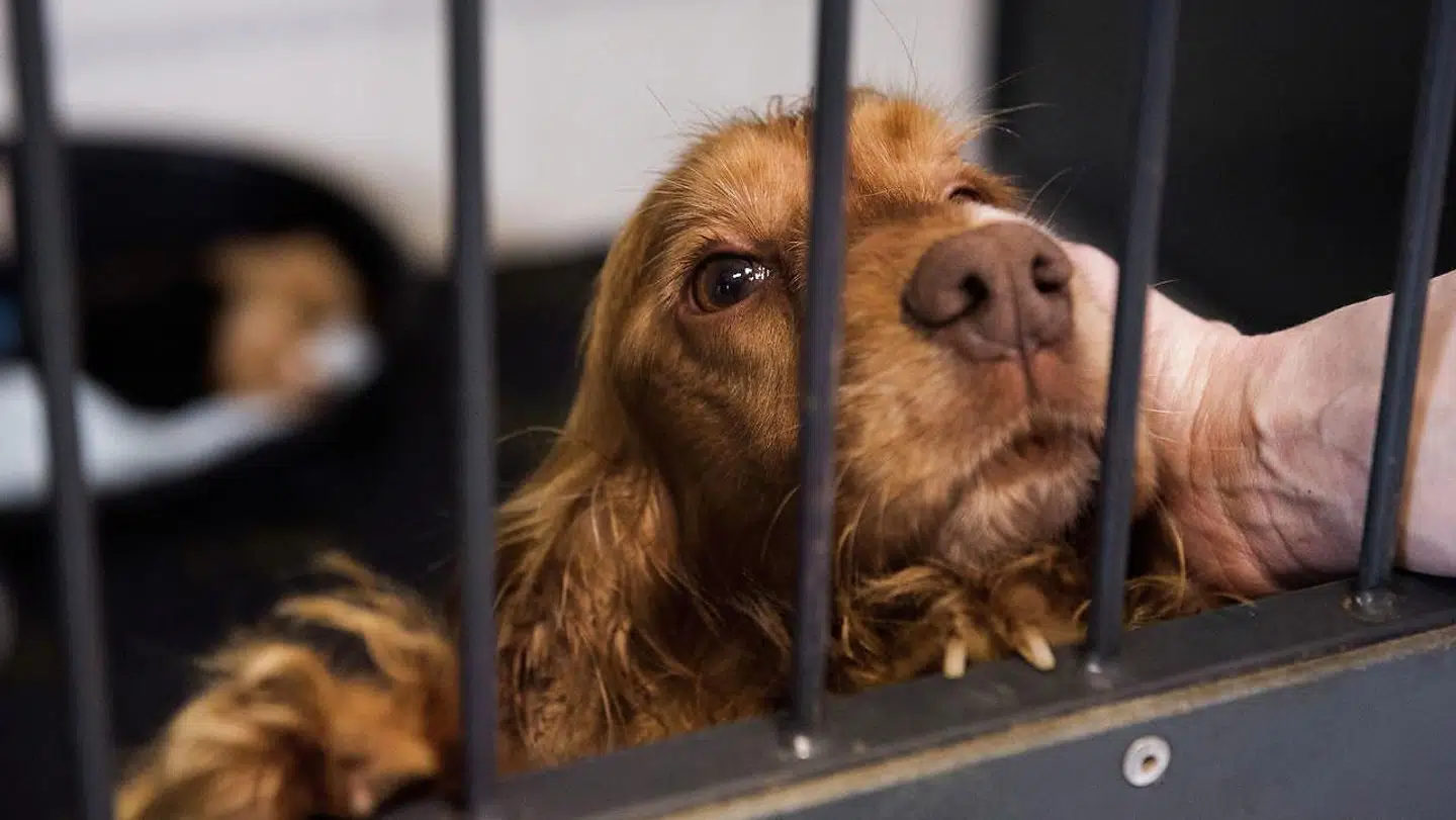 Politiet oplever flere og flere anmeldelser af hunde, der bider enten mennesker eller andre dyr. Arkivfoto.