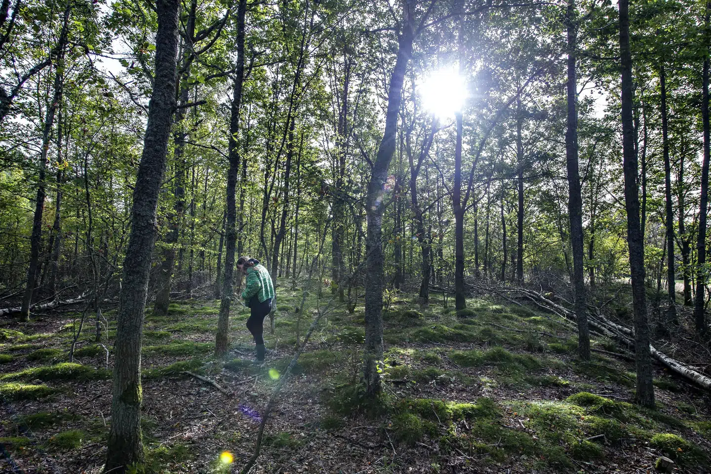 En tur i skoven kan virke lindrende for psykisk sårbarhed, siger Mia Kristina Hansen, formand for Sind, som har fået 3,4 millioner kroner til at få psykisk sårbare ud i naturen. (Arkivfoto). Henning Bagger/Ritzau Scanpix