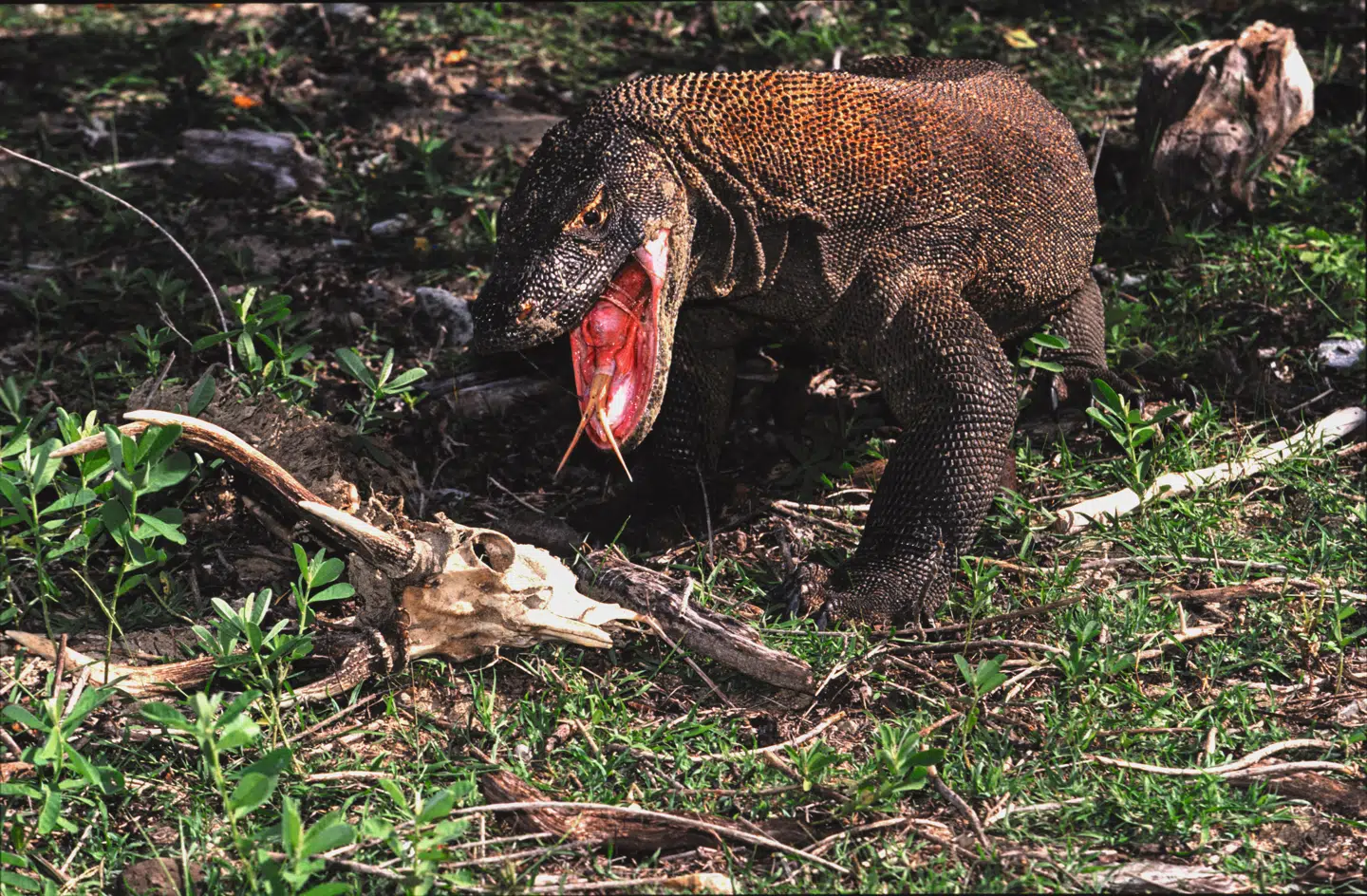 Det var en kæmpeøgle som denne, som Freddy Wulff blev jagtet af på Komodo.
