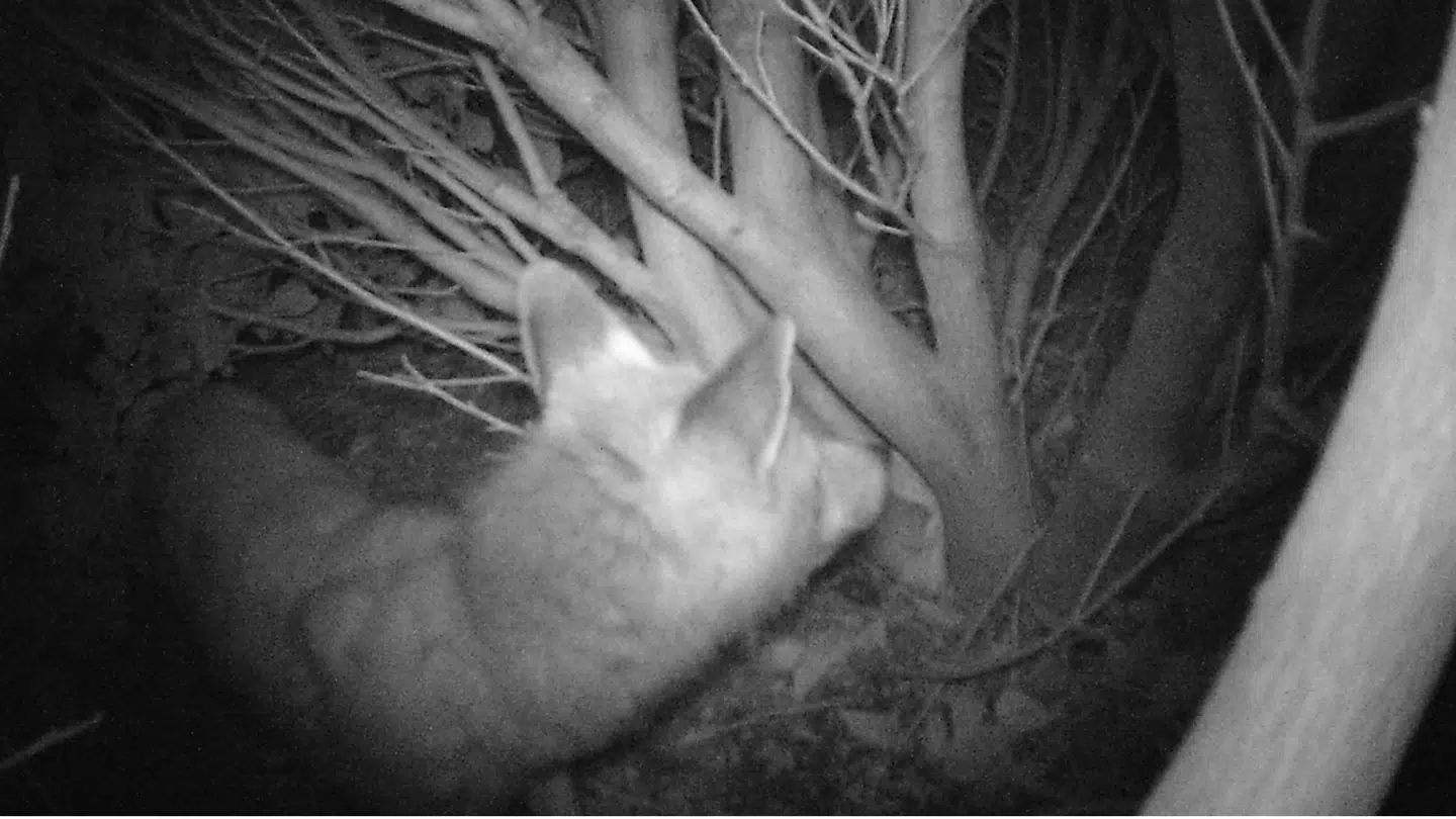 Foto fra Knus Kalnæs' vildtkamera viser rævens besøg i haven natten efter, at den havde taget livet af de fem høns. Foto: Knud Kalnæs