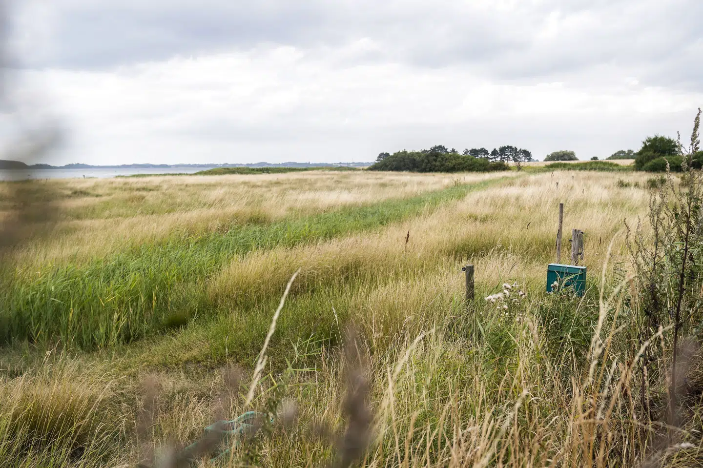 I foråret 2021 kom det frem, at PFOS havde spredt sig fra en brandskole i Korsør til denne nærliggende mark. (Arkivfoto) Ida Marie Odgaard/Ritzau Scanpix