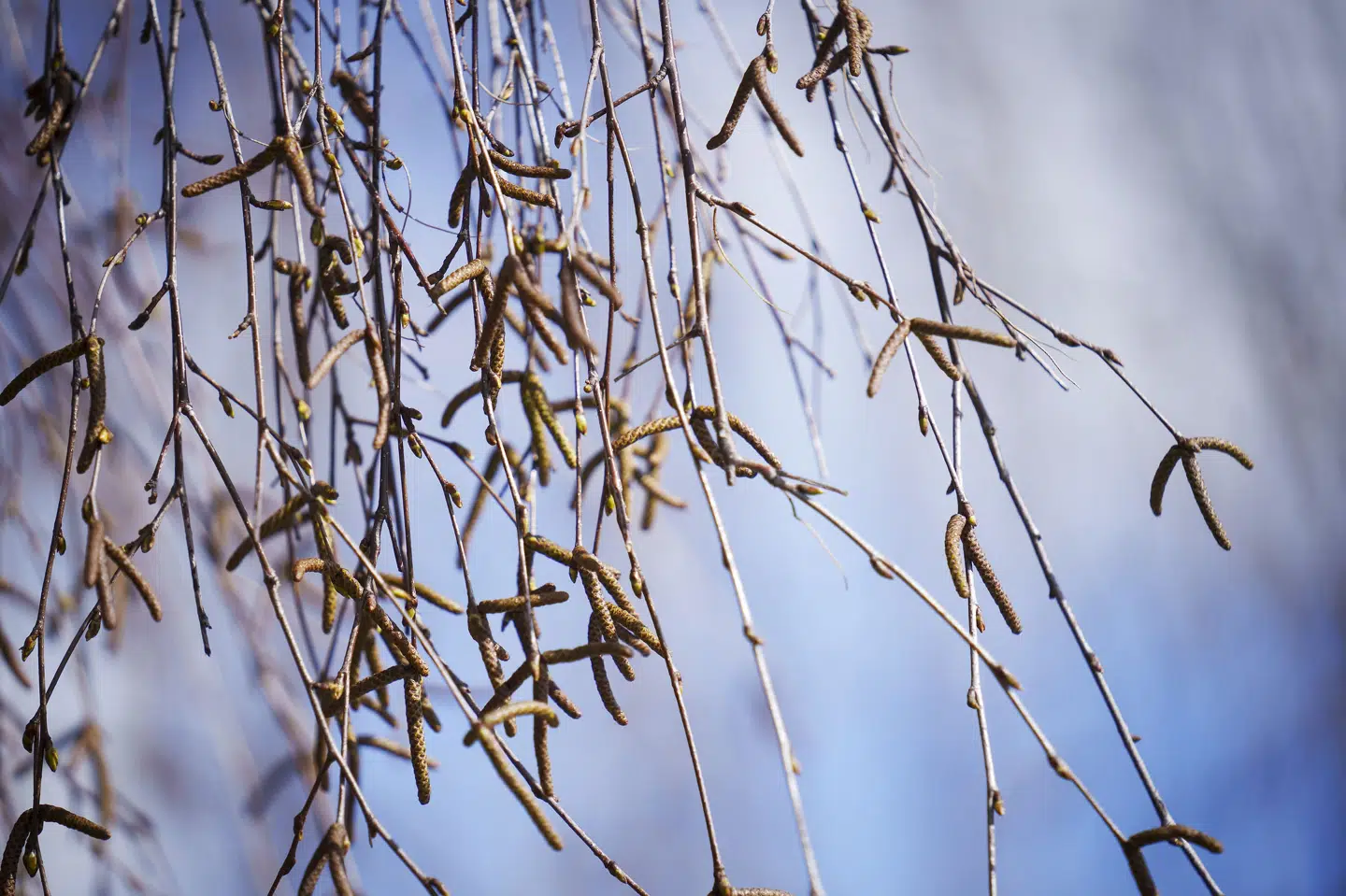 Nye tal fra Astma-Allergi Danmarks pollenkalender viser, at pollensæsonen for alle typer pollen er trukket ud, og pollenmængderne er øget de seneste ti år, når man sammenligner med tal fra 1985-2009. (Arkivfoto) Bo Amstrup / Ritzau Scanpix/Ritzau Scanpix