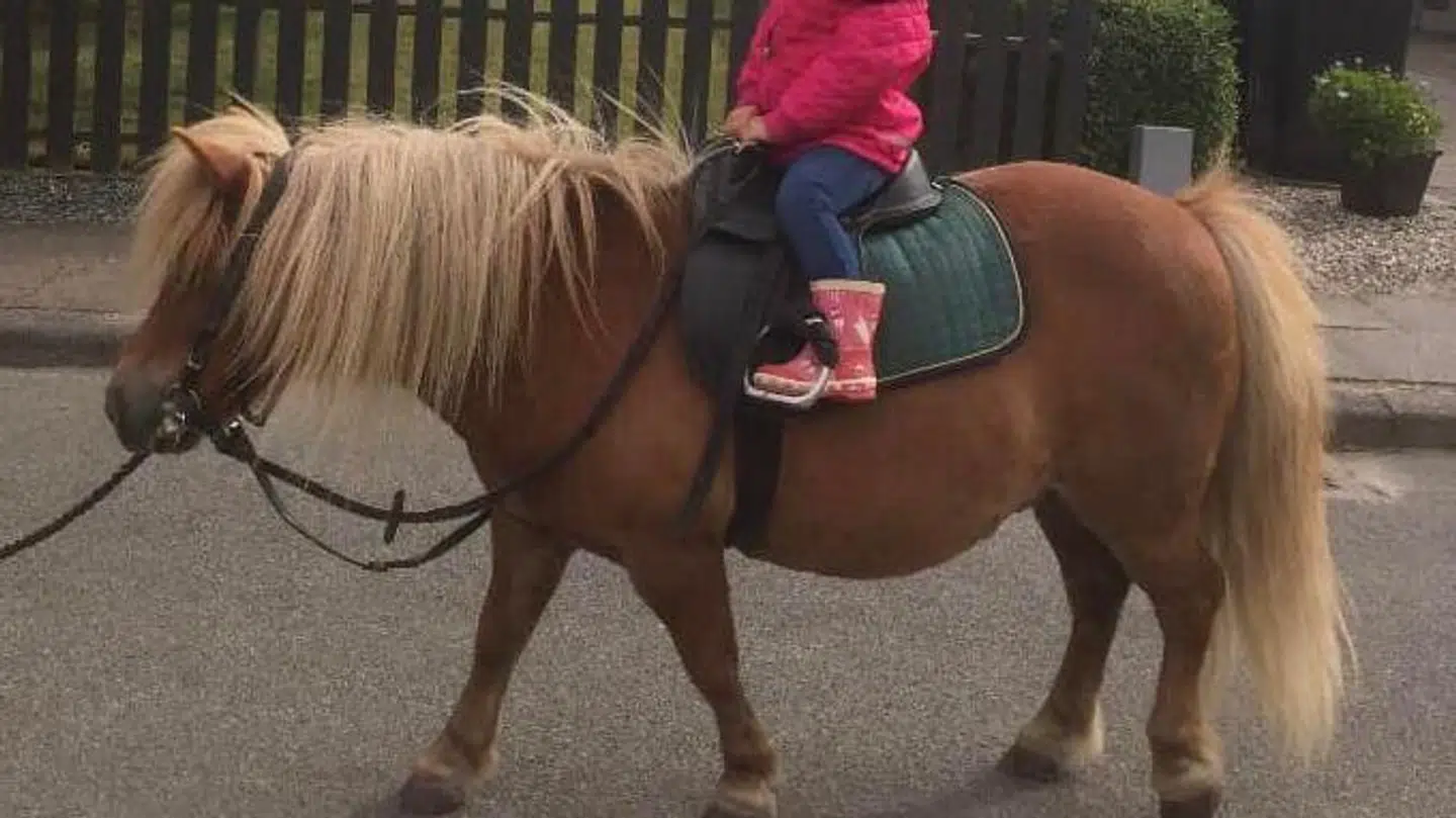 Ponyen Frede. Foto: Tina Mackenhauer.