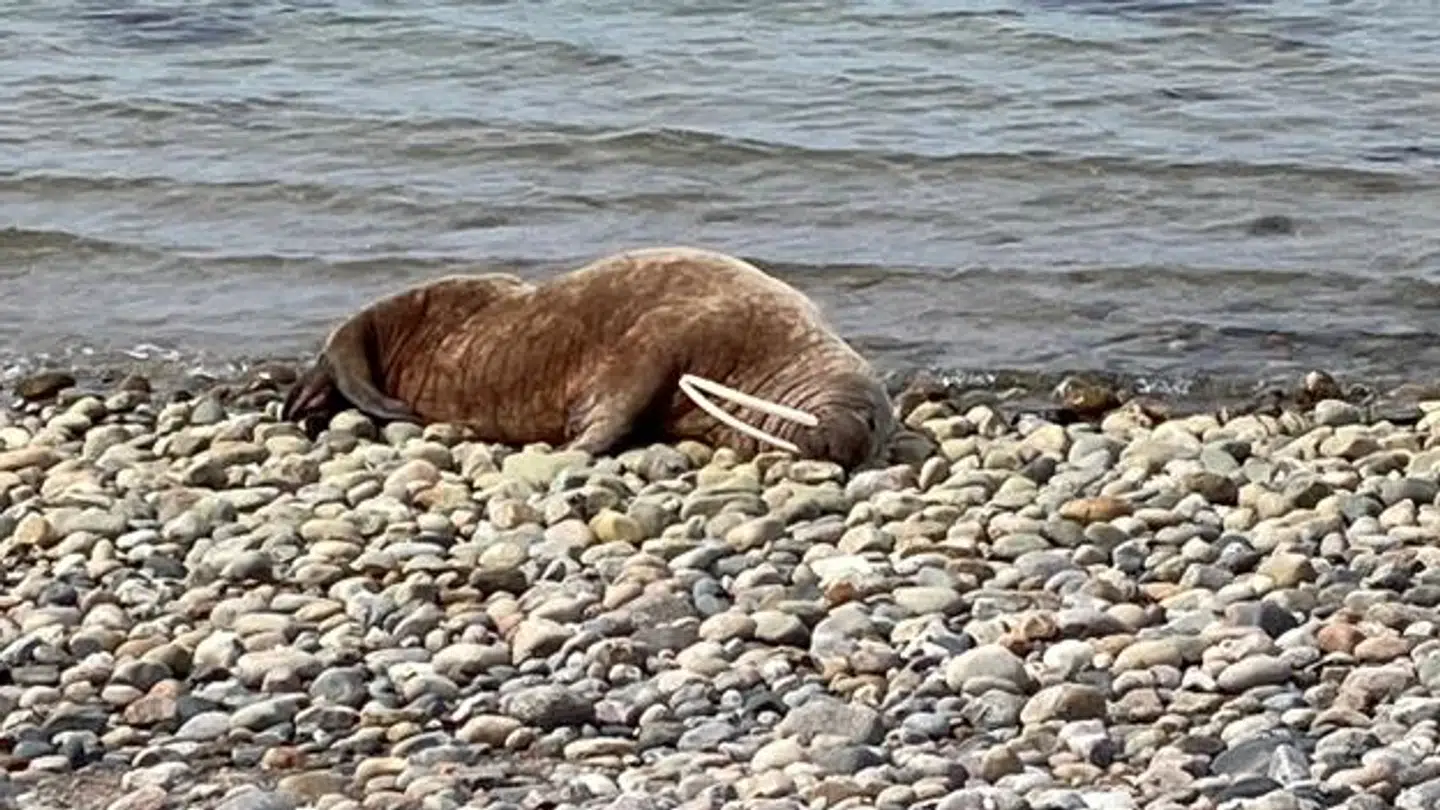 Hvalrossen på Læsø.