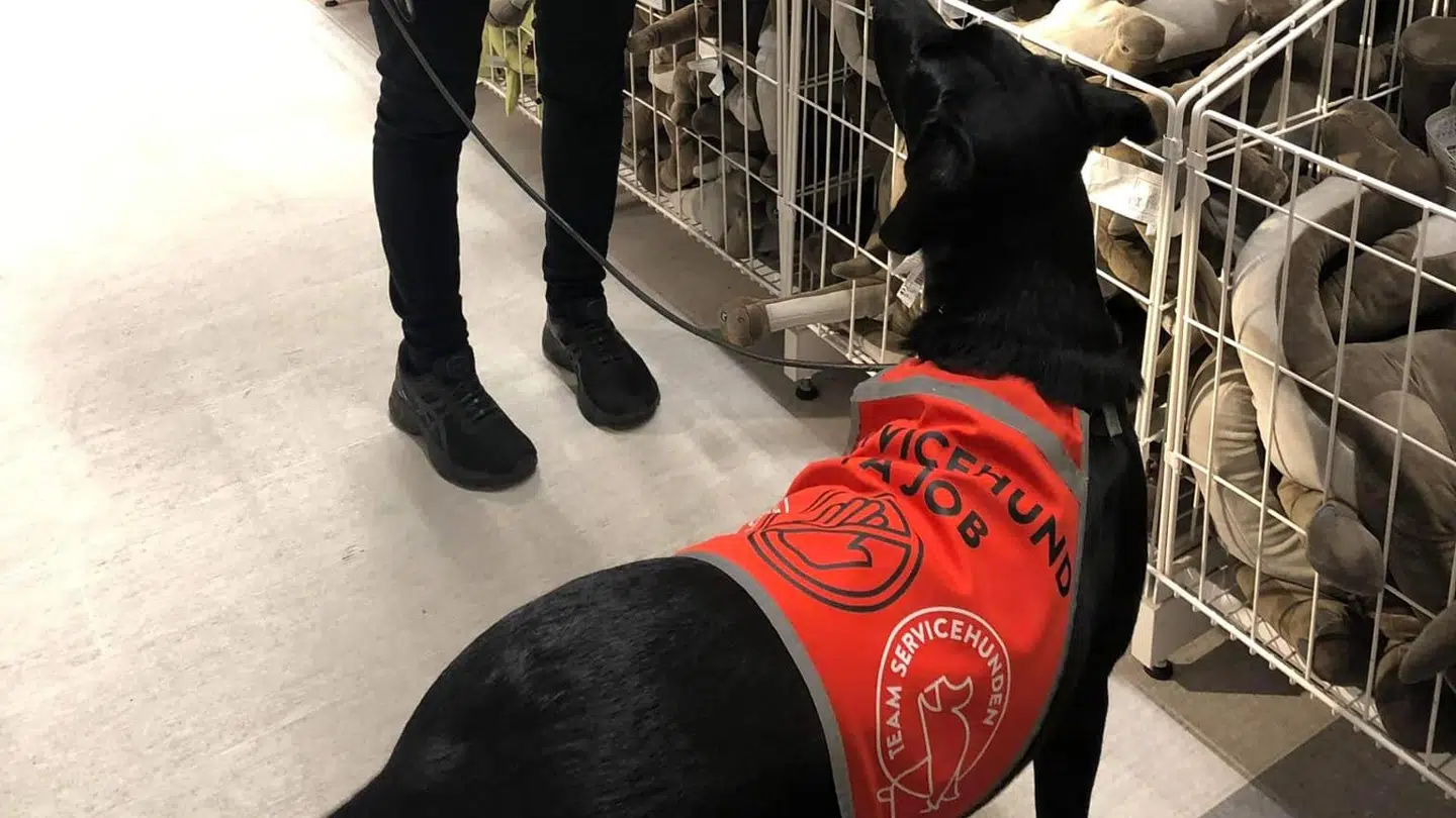 Agnes har denne vest på, som viser, at den er en servicehund på arbejde.